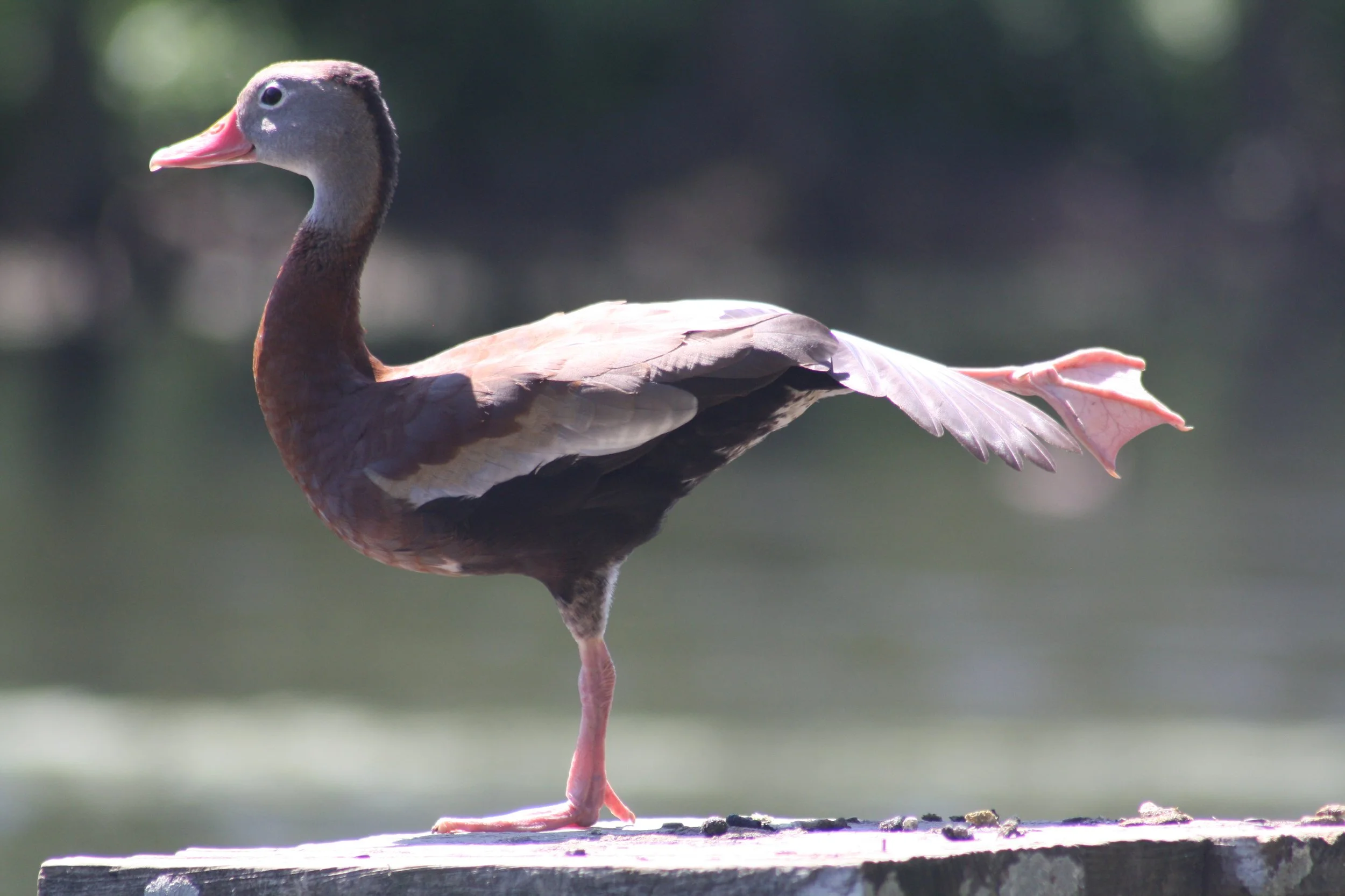 Black Bellied Whistling Duck, Hilton Head Island, SC, 2026.