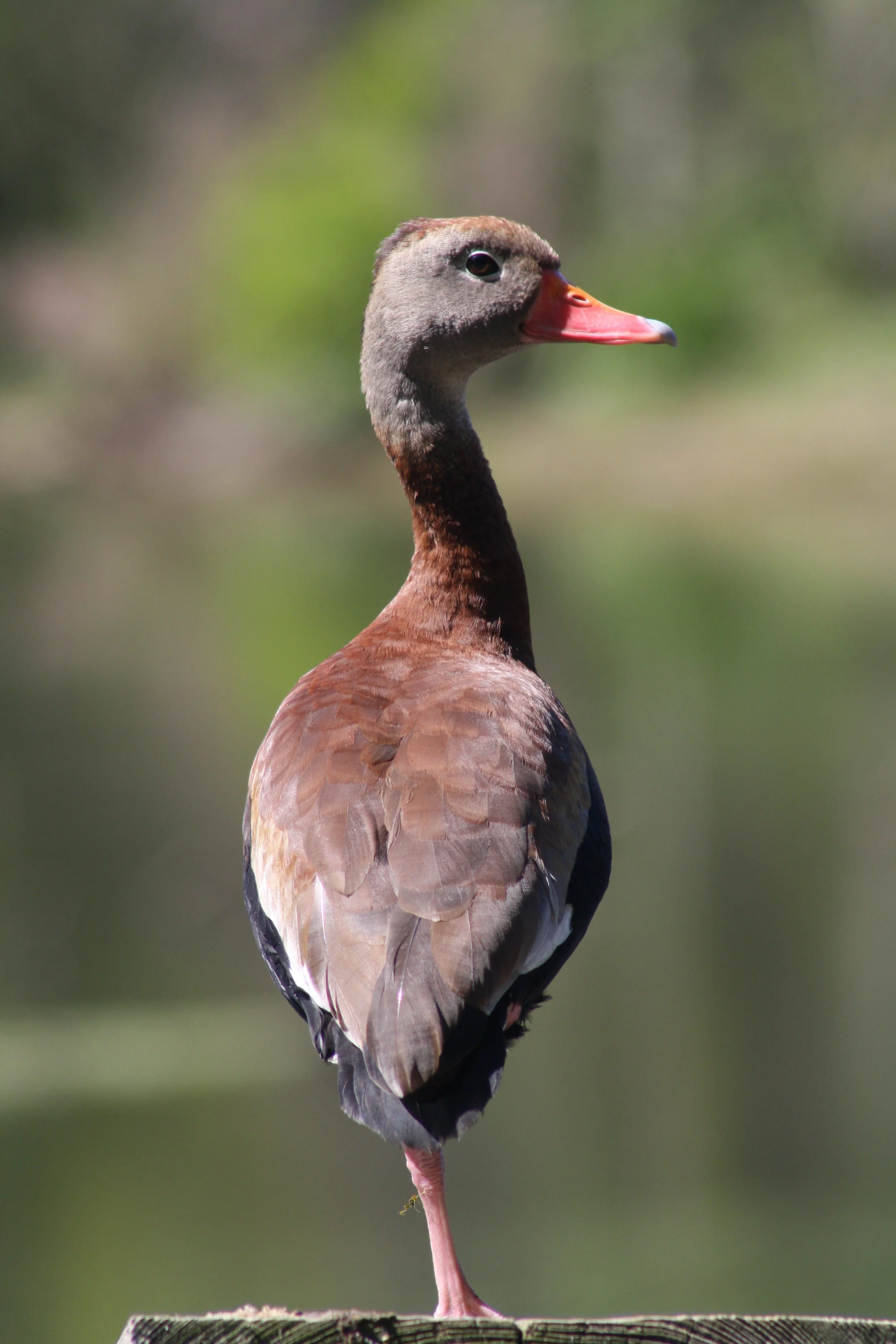Black Bellied Whistling Duck, Hilton Head Island, SC, 2026.