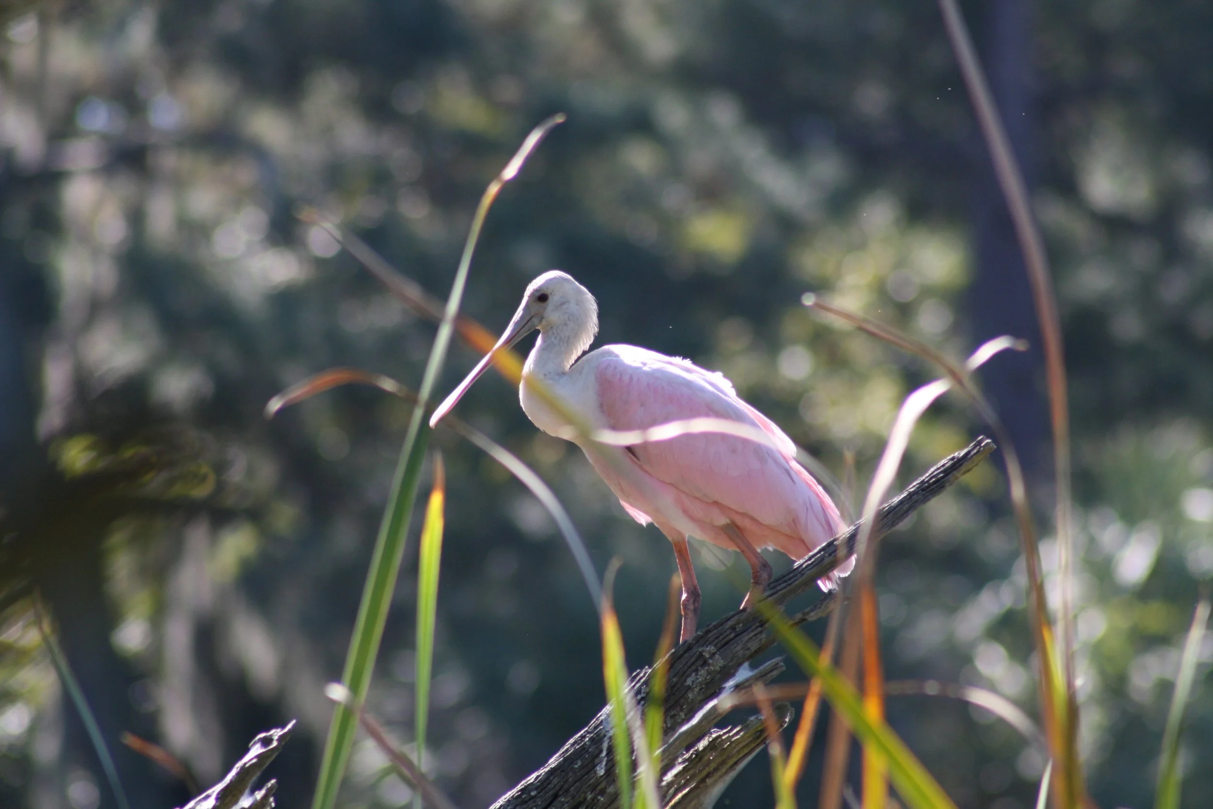 Roseate Spoonbill, Skidaway Island, GA, 2025.