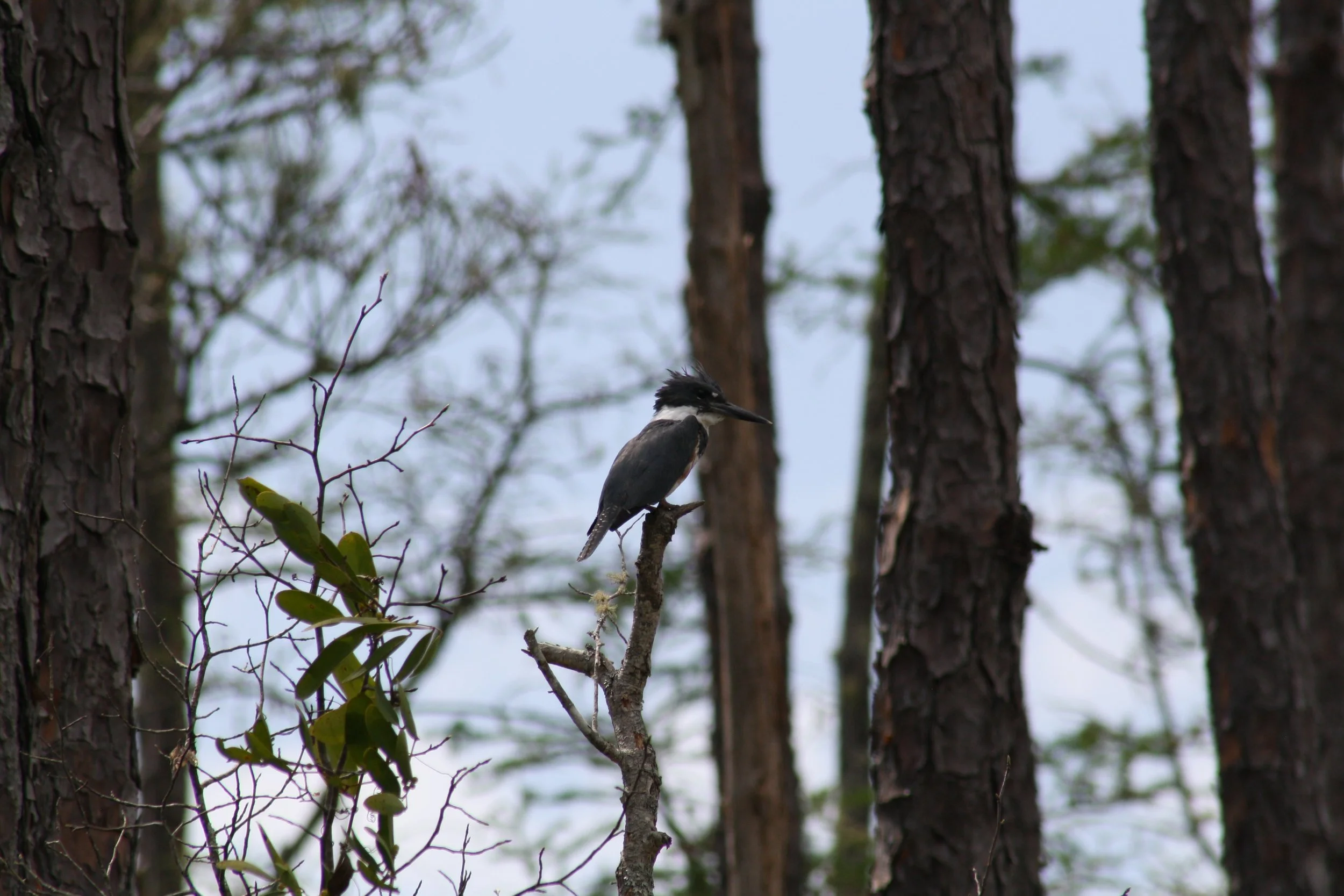Belted Kingfisher, Okefenokee Swamp, GA, 2025.