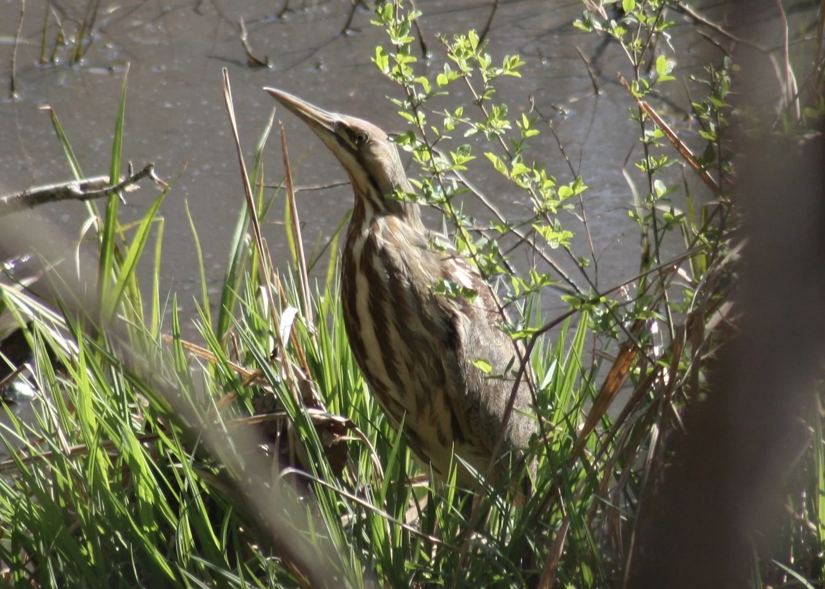 American Bittern, Atlanta, GA, 2026.