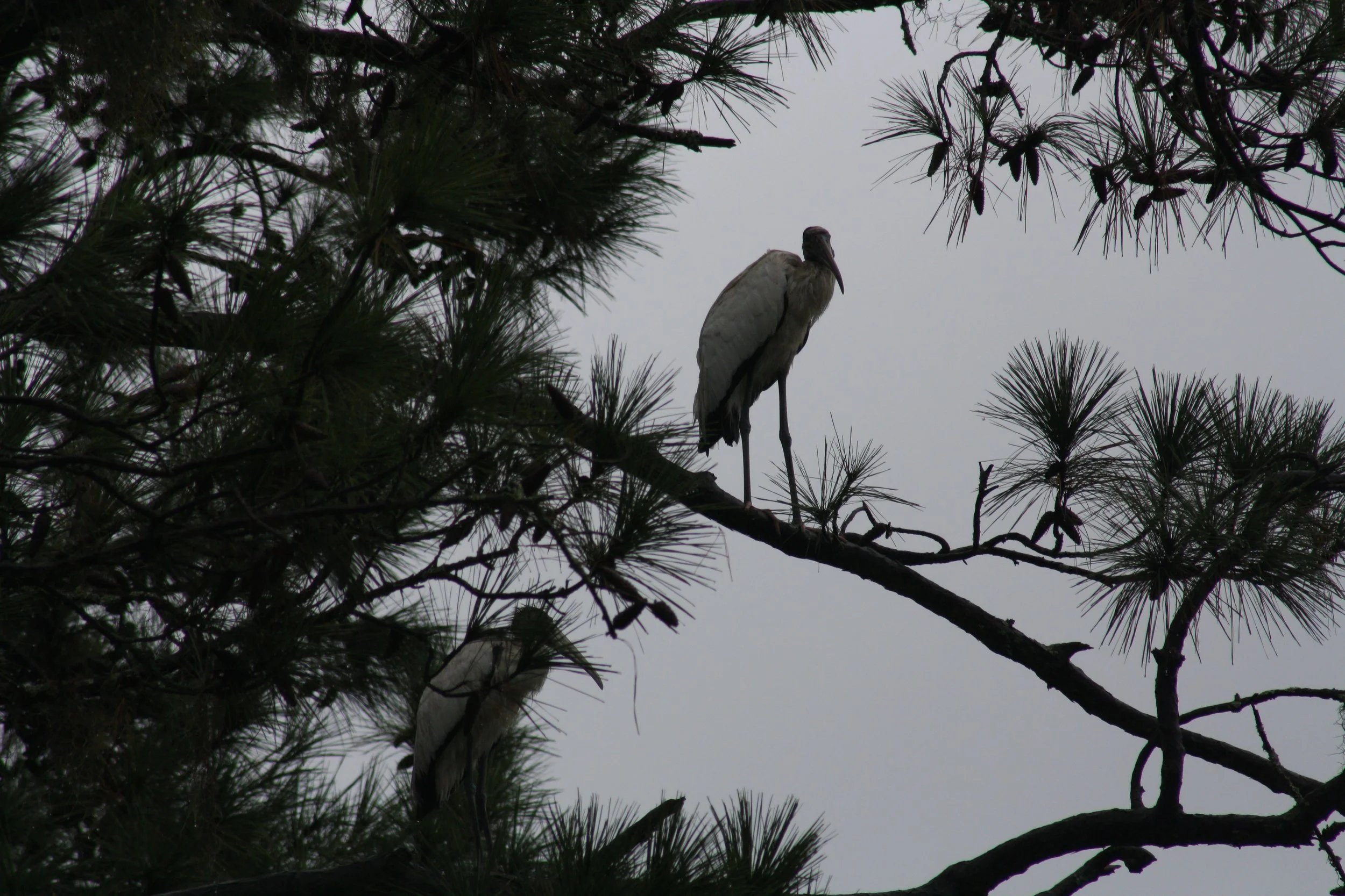 Wood Stork, Skidaway Island, GA, 2025.