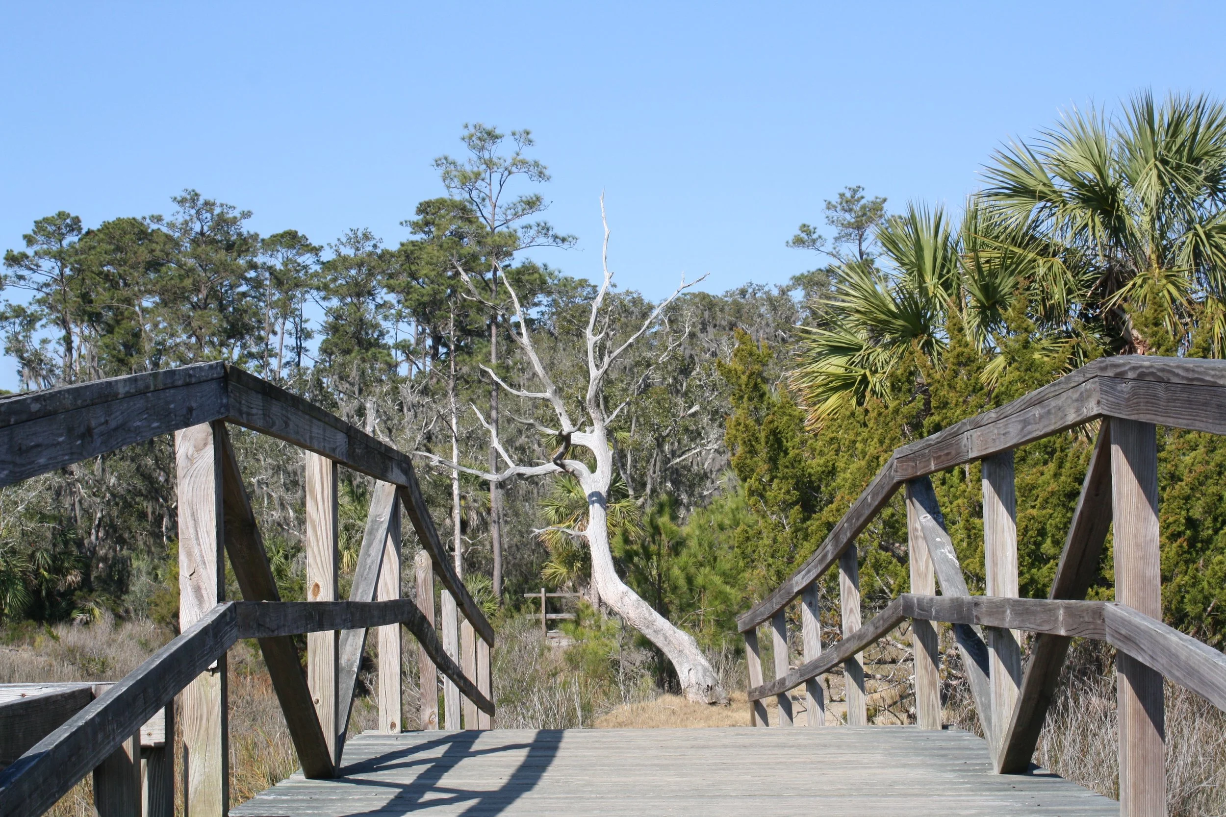Skidaway Island, GA, 2025.
