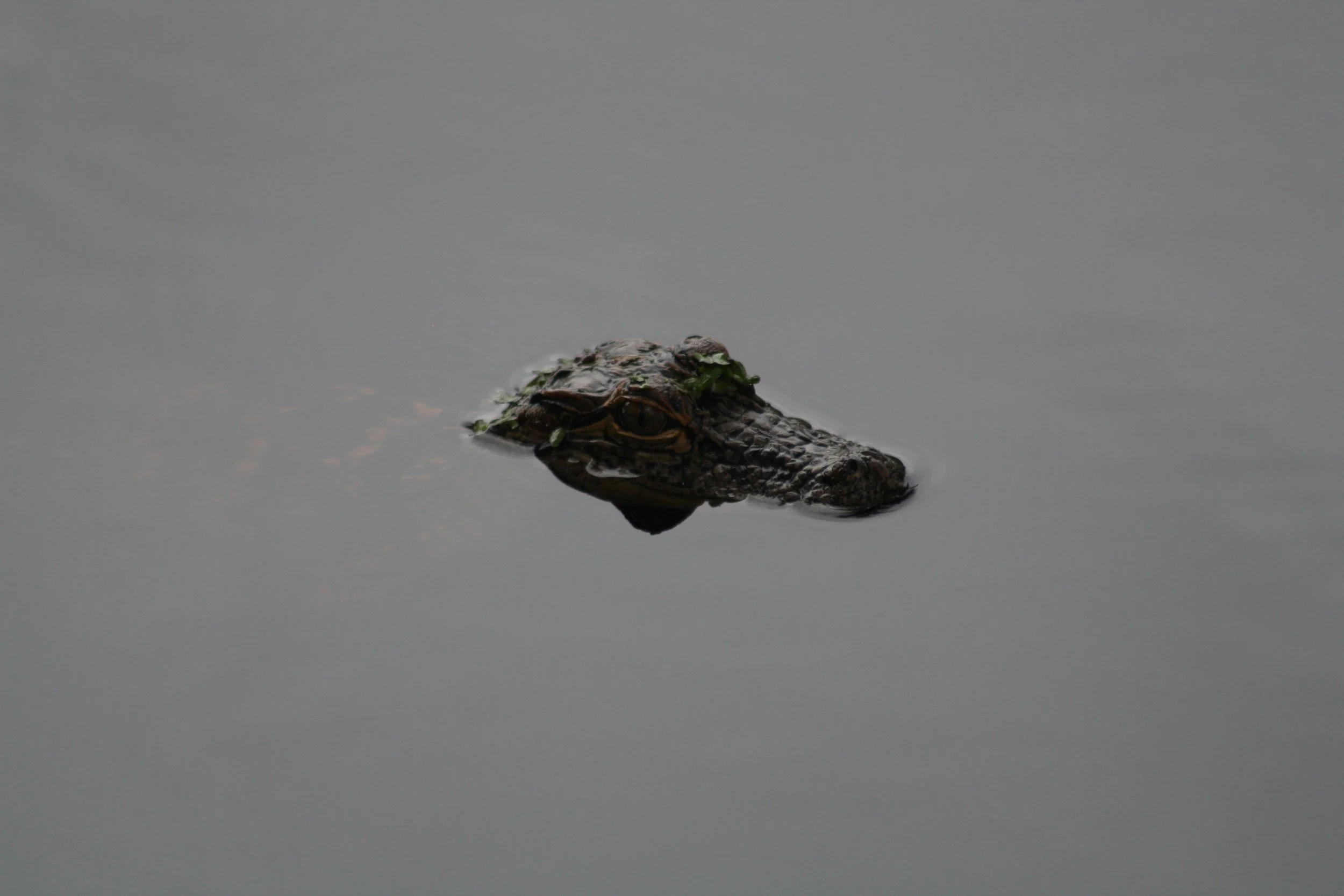Alligator, Skidaway Island, GA, 2025.