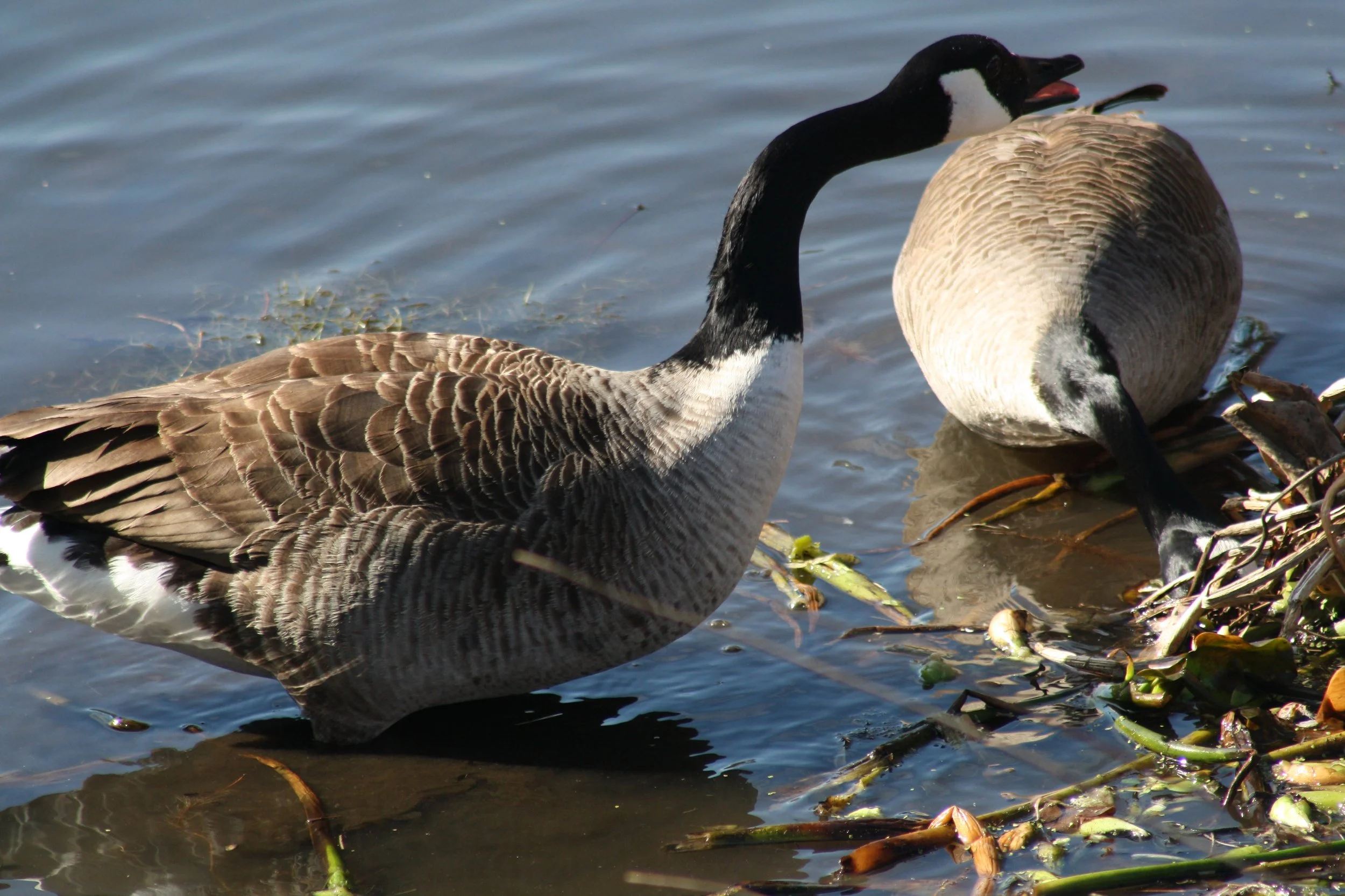Canada Goose, Savannah, GA, 2026.