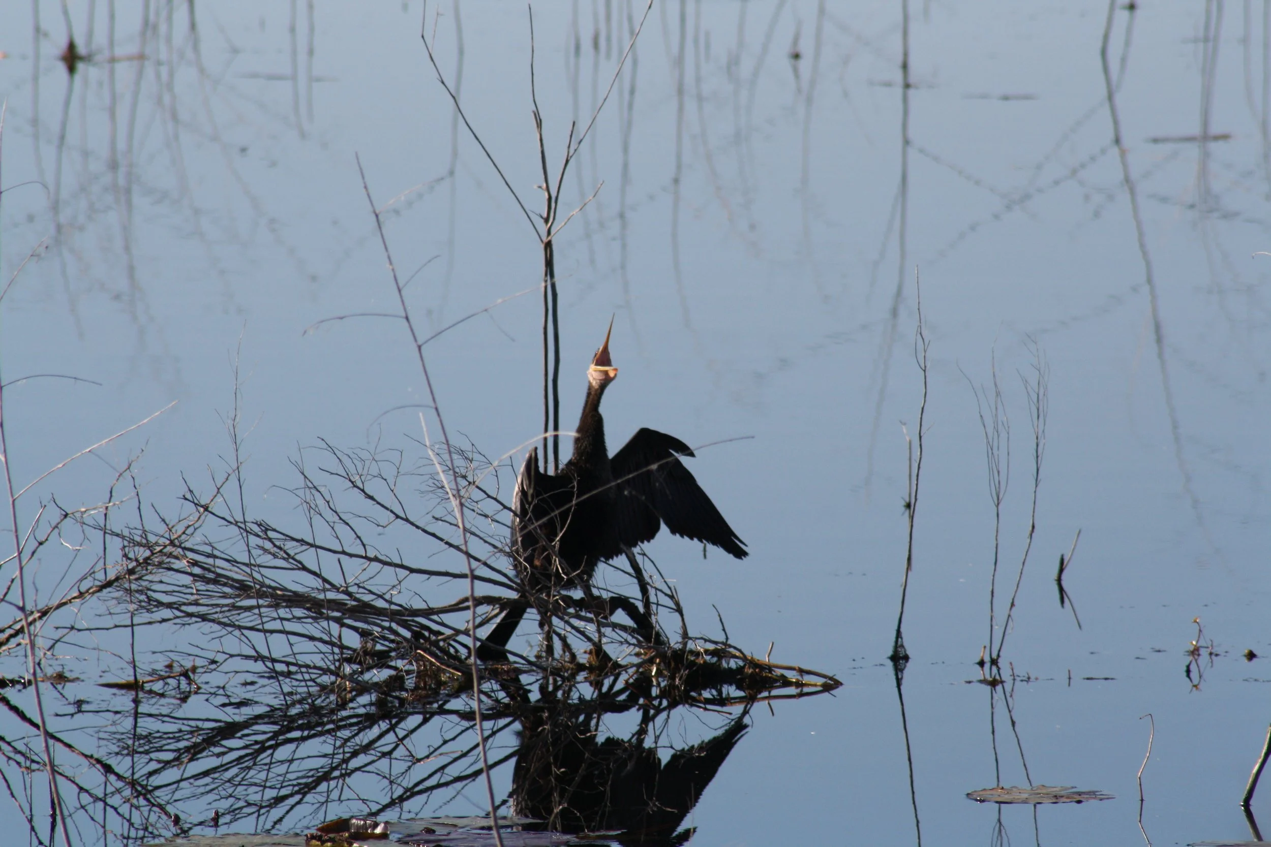Anhinga, Savannah, GA, 2025.