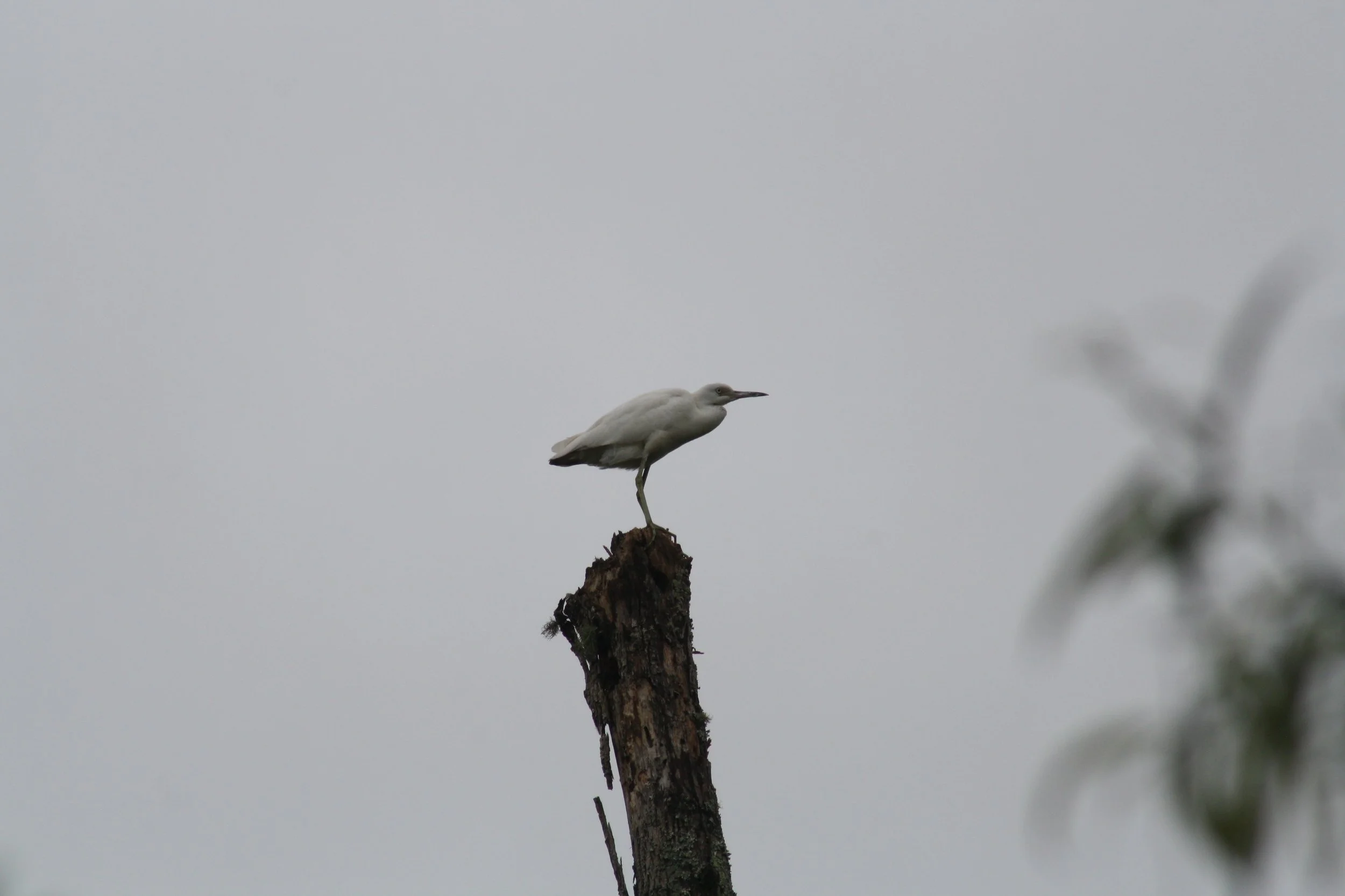 Little Blue Heron, Suwanee, GA, 2025.