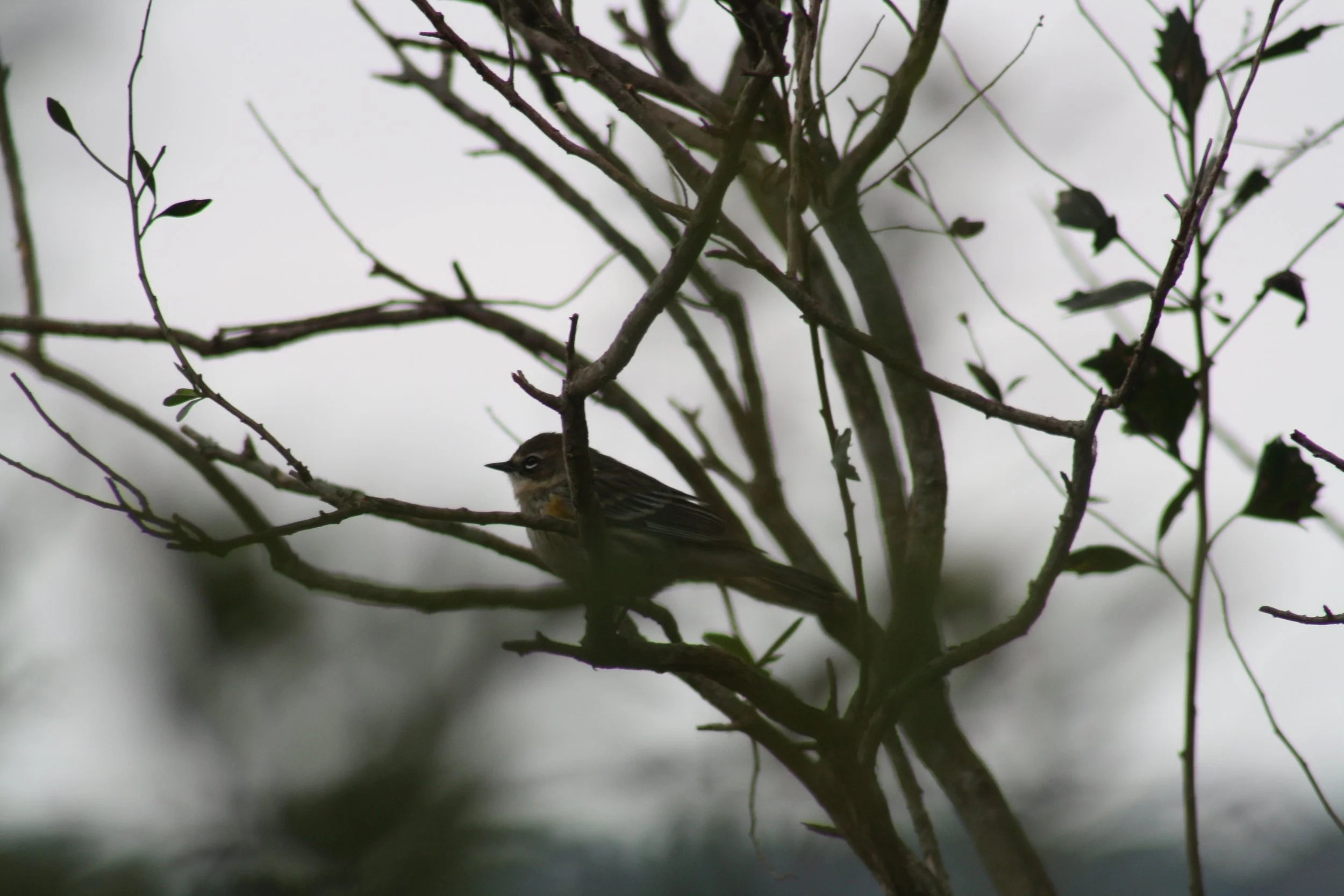 Yellow Rumped Warbler, Skidaway Island, GA, 2025.