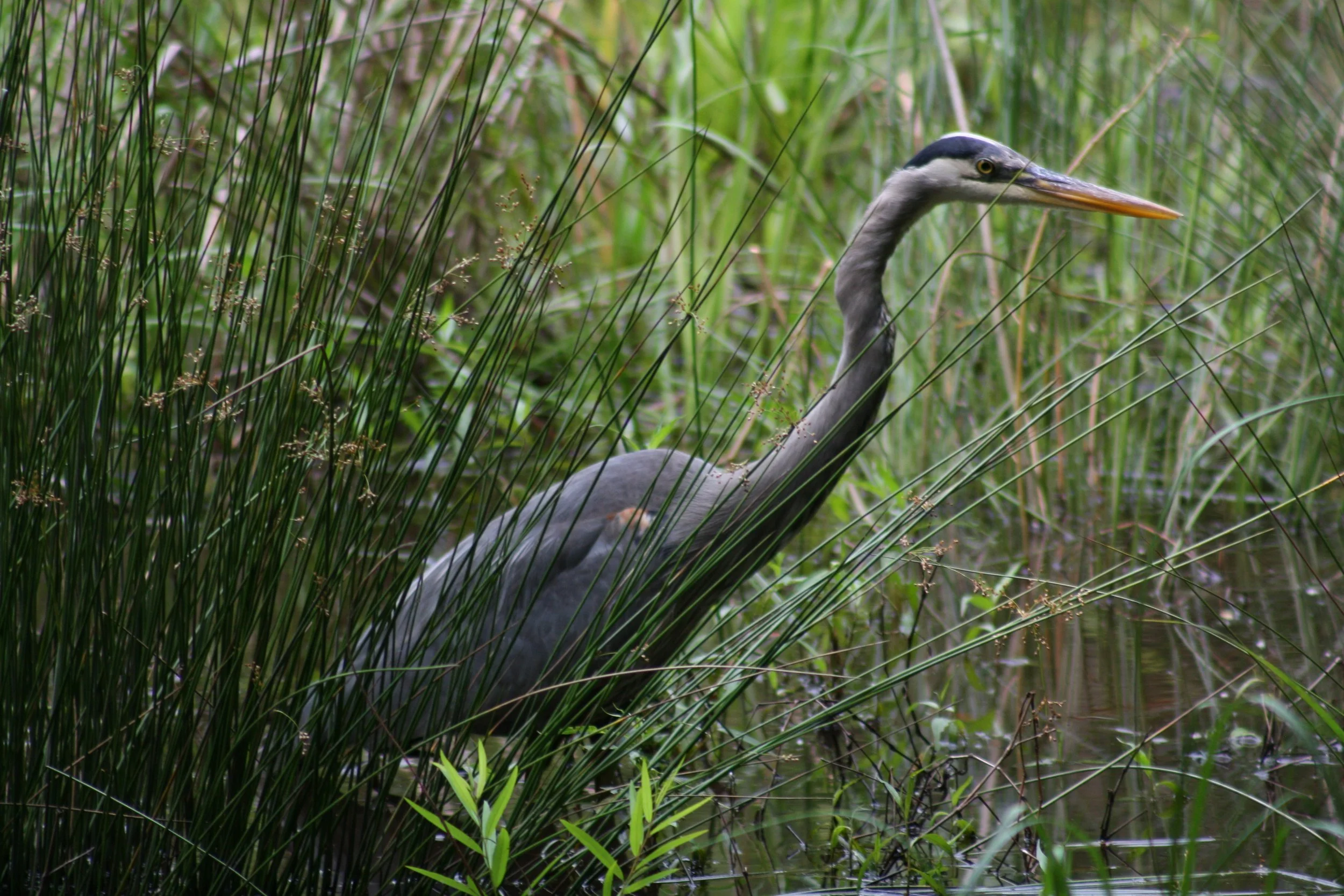 Great Blue Heron, Atlanta, GA, 2025.