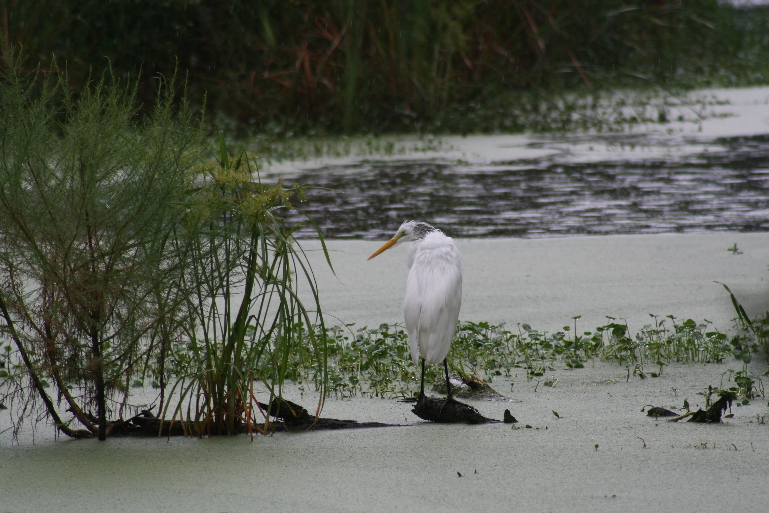 Great Egret, Skidaway Island, GA, 2025.