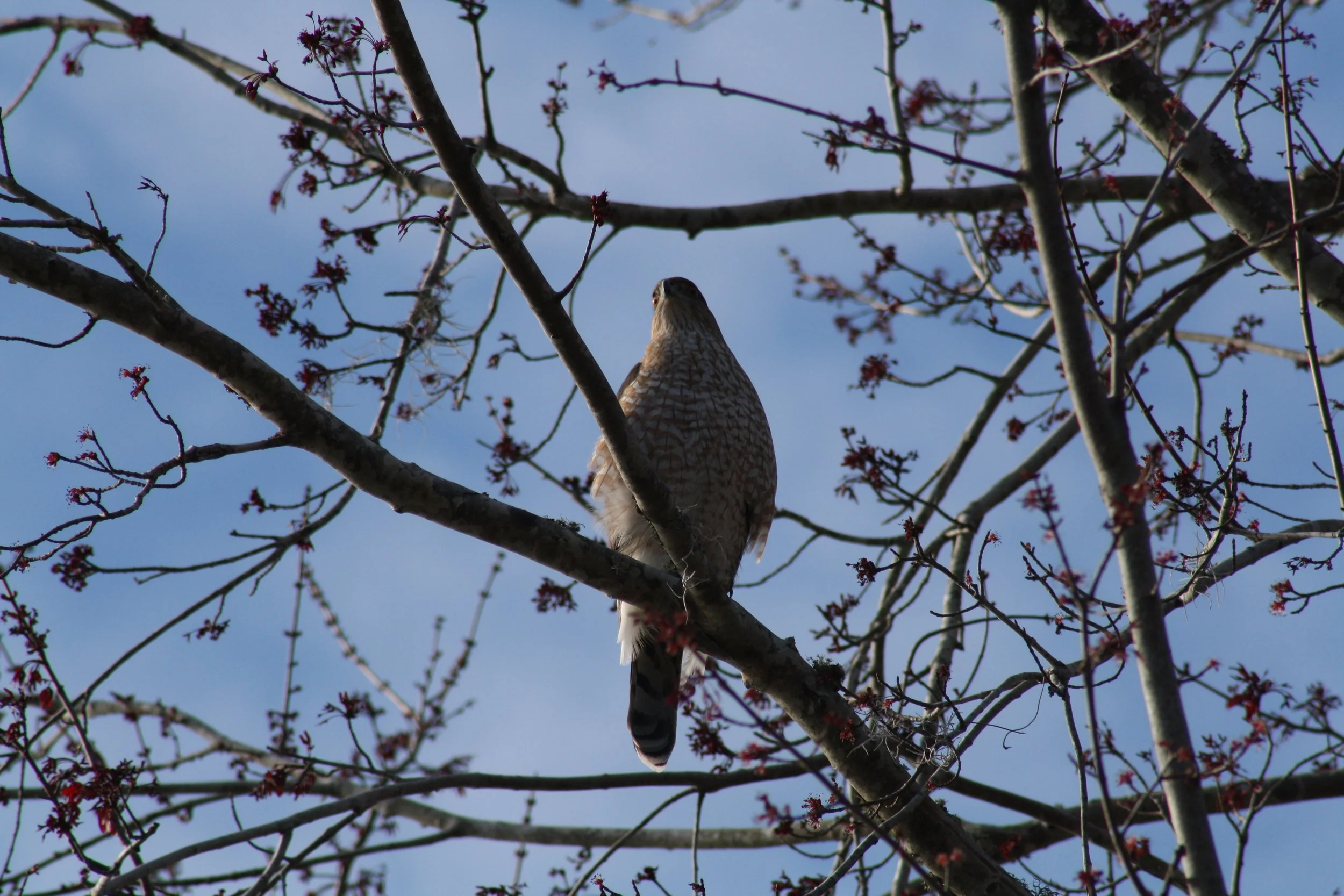 Cooper's Hawk, Savannah, GA, 2026.