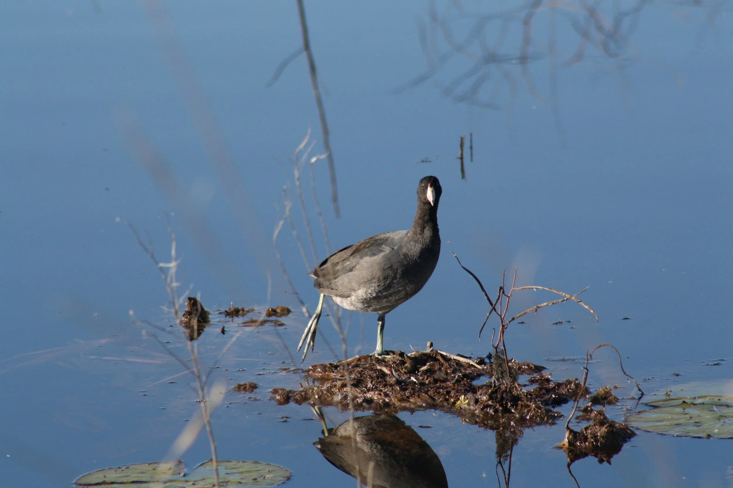 American Coot, Savannah, GA, 2025.