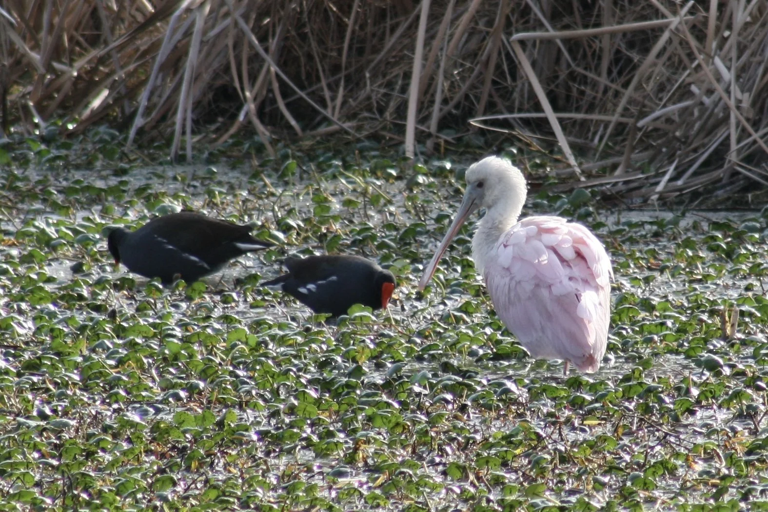 Roseate Spoonbill and Common Gallinule, Skidaway Island, GA, 2026.