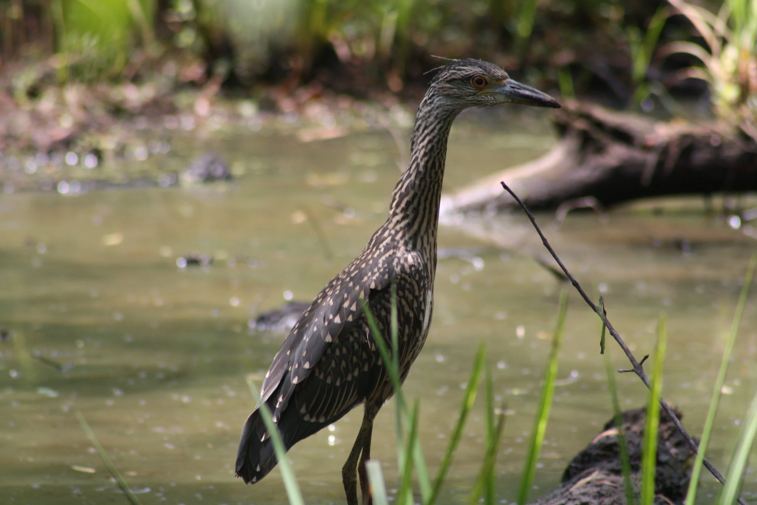 Yellow Crowned Night Heron, Suwanee, GA, 2025.