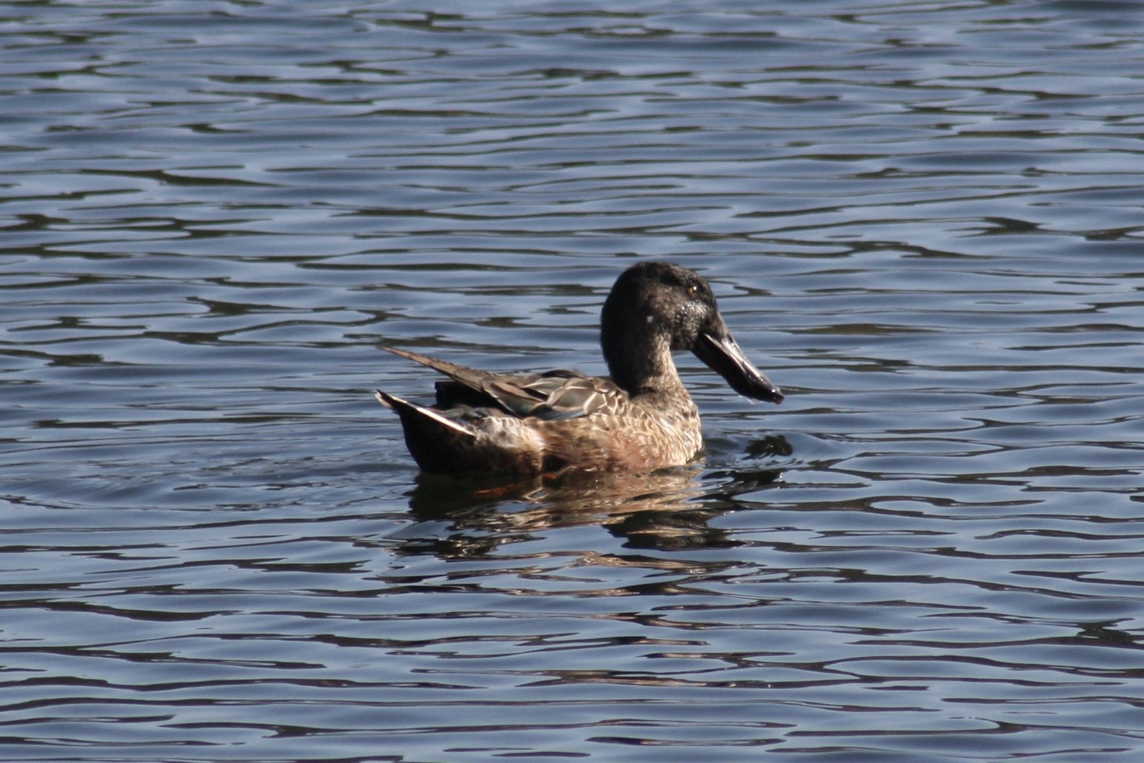 Northern Shoveler, Savannah, GA, 2026.