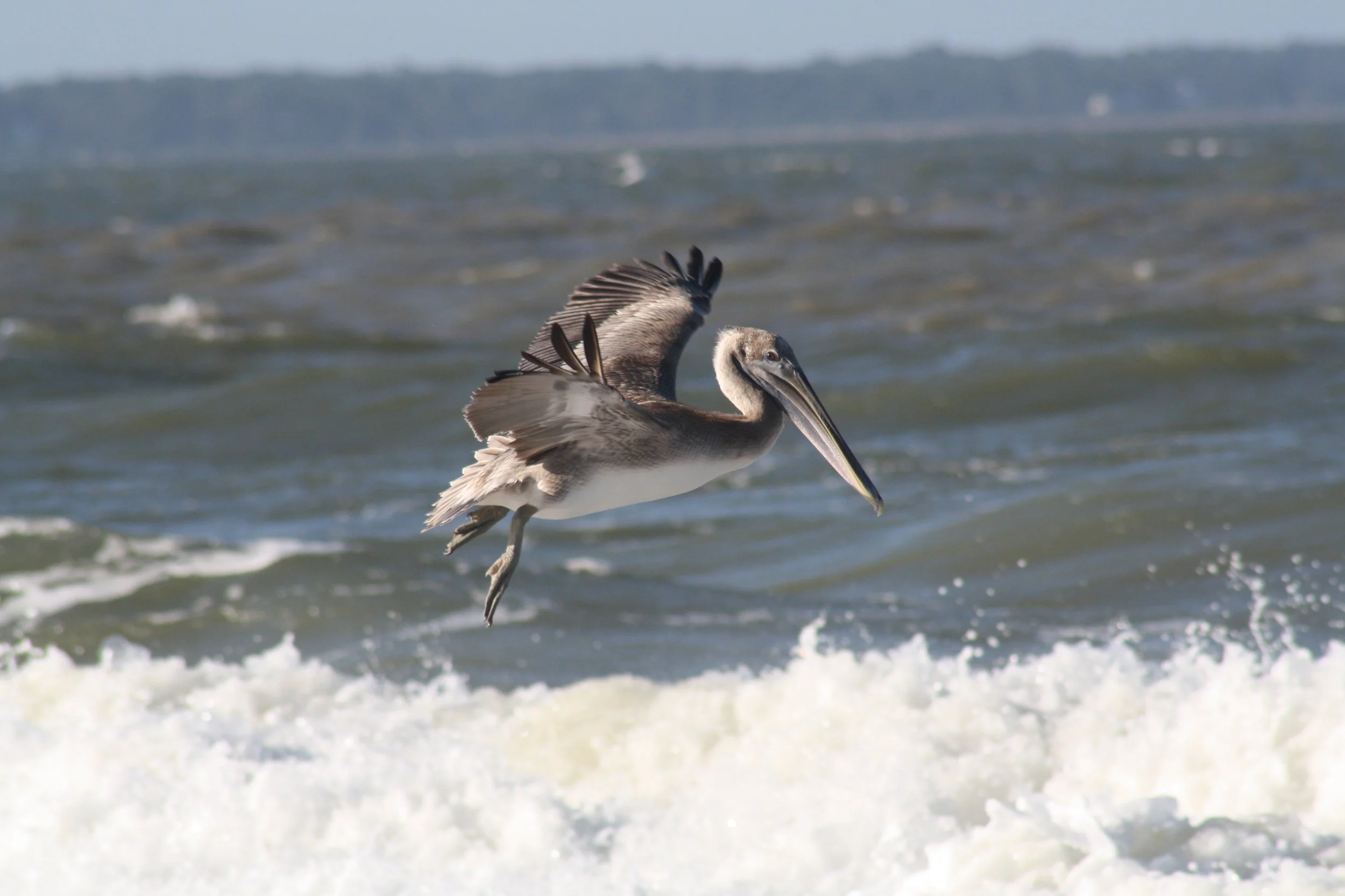 Brown Pelican, Tybee Island, GA, 2025.