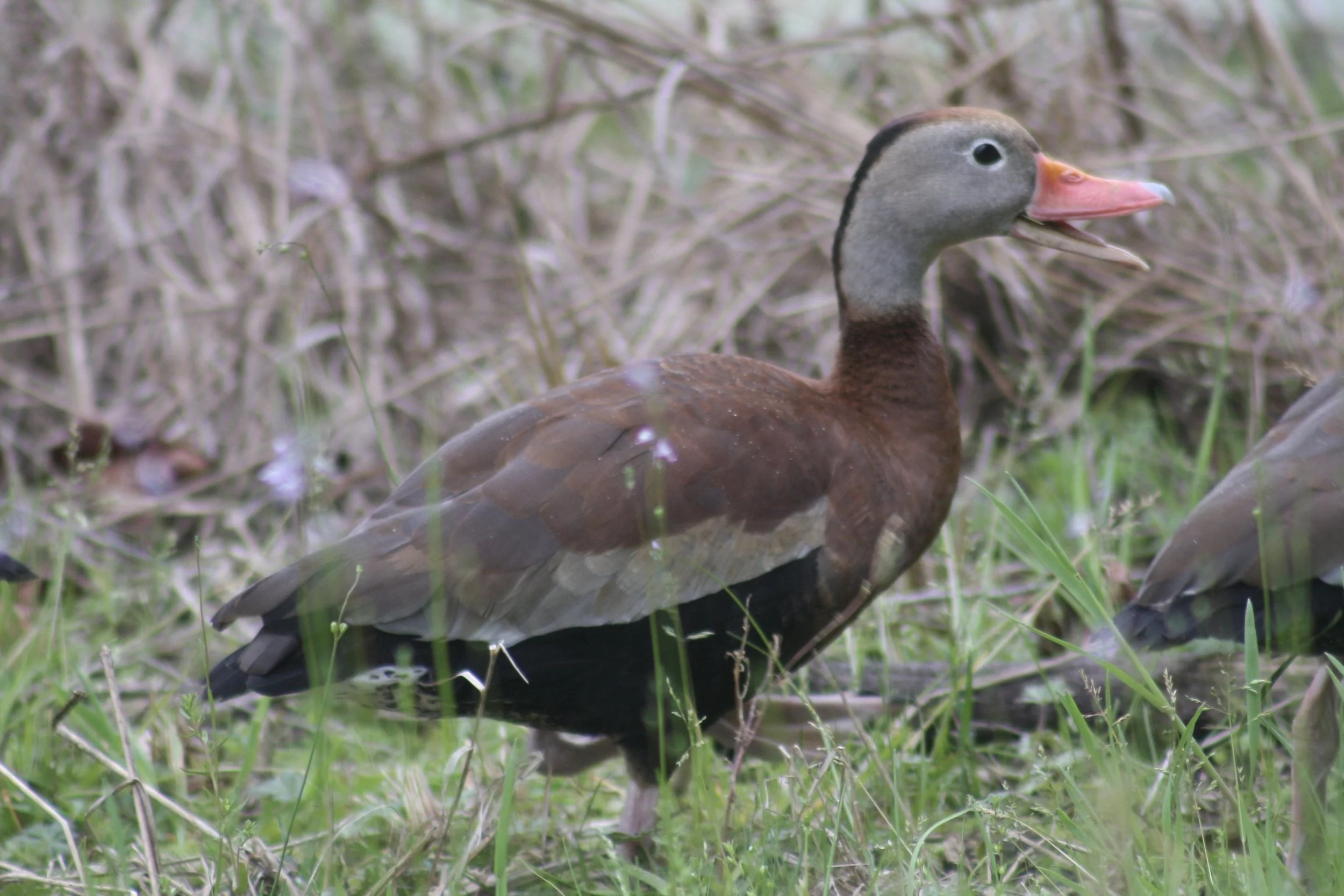Black Bellied Whistling Duck, Hilton Head Island, SC, 2026.