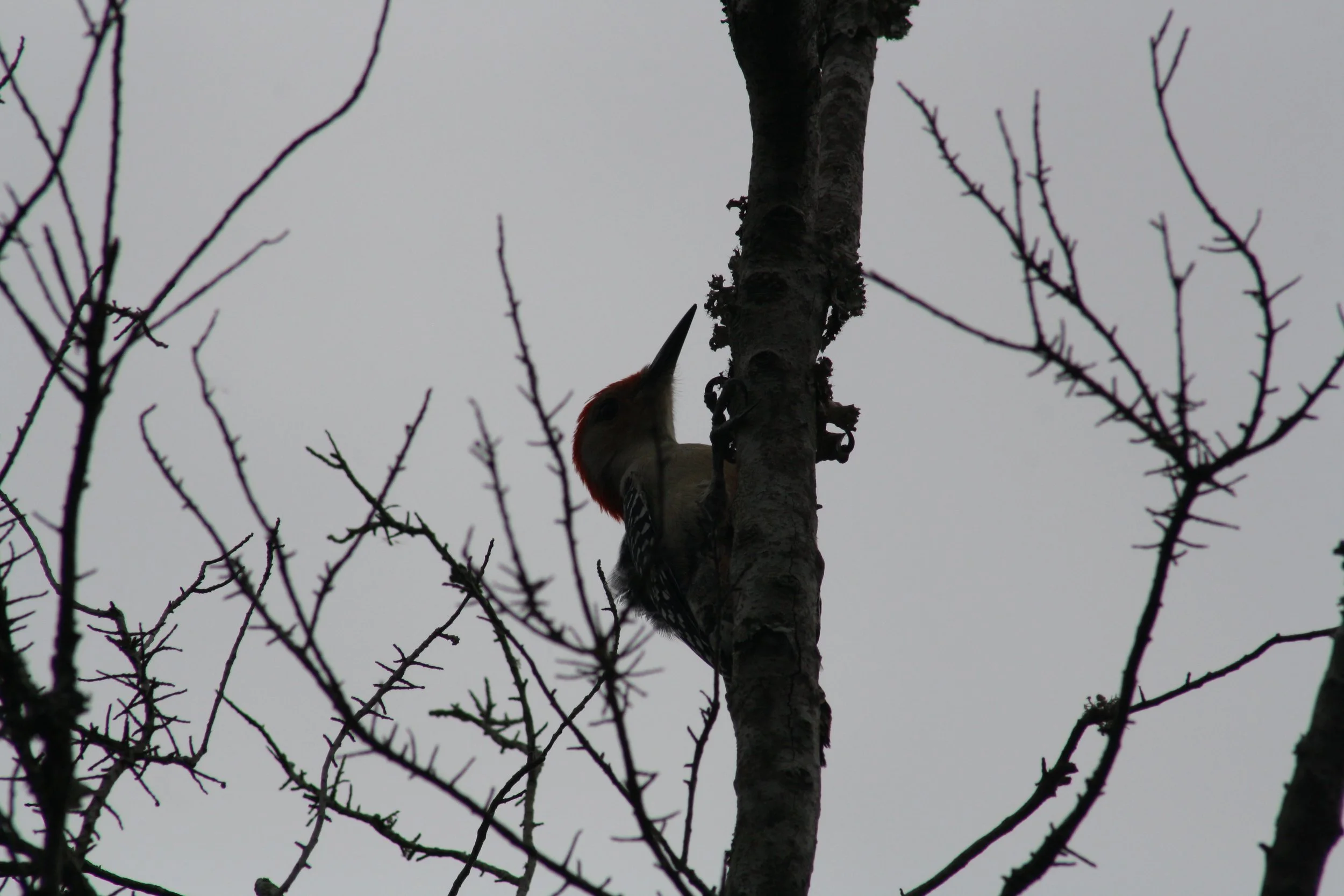 Red Bellied Woodpecker, Skidaway Island, GA, 2025.