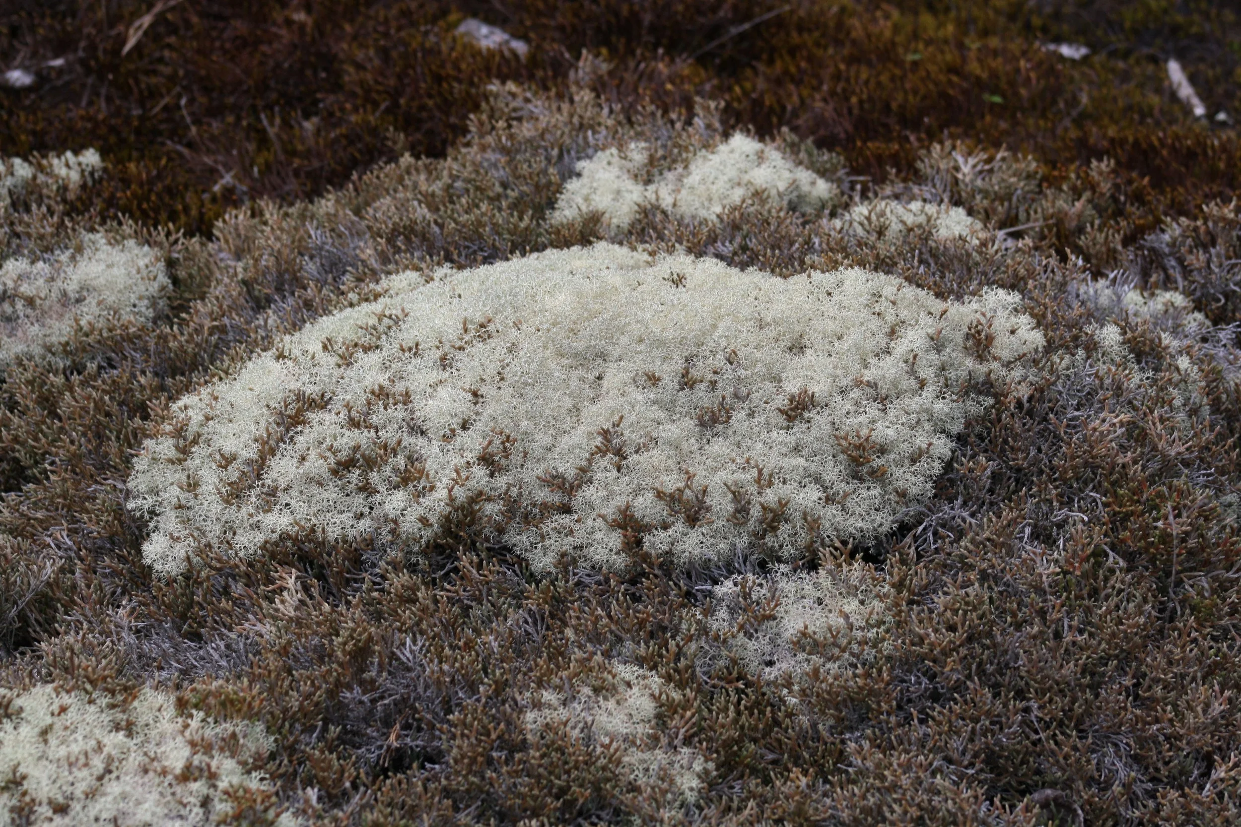 Heggie's Rock, GA, 2025.