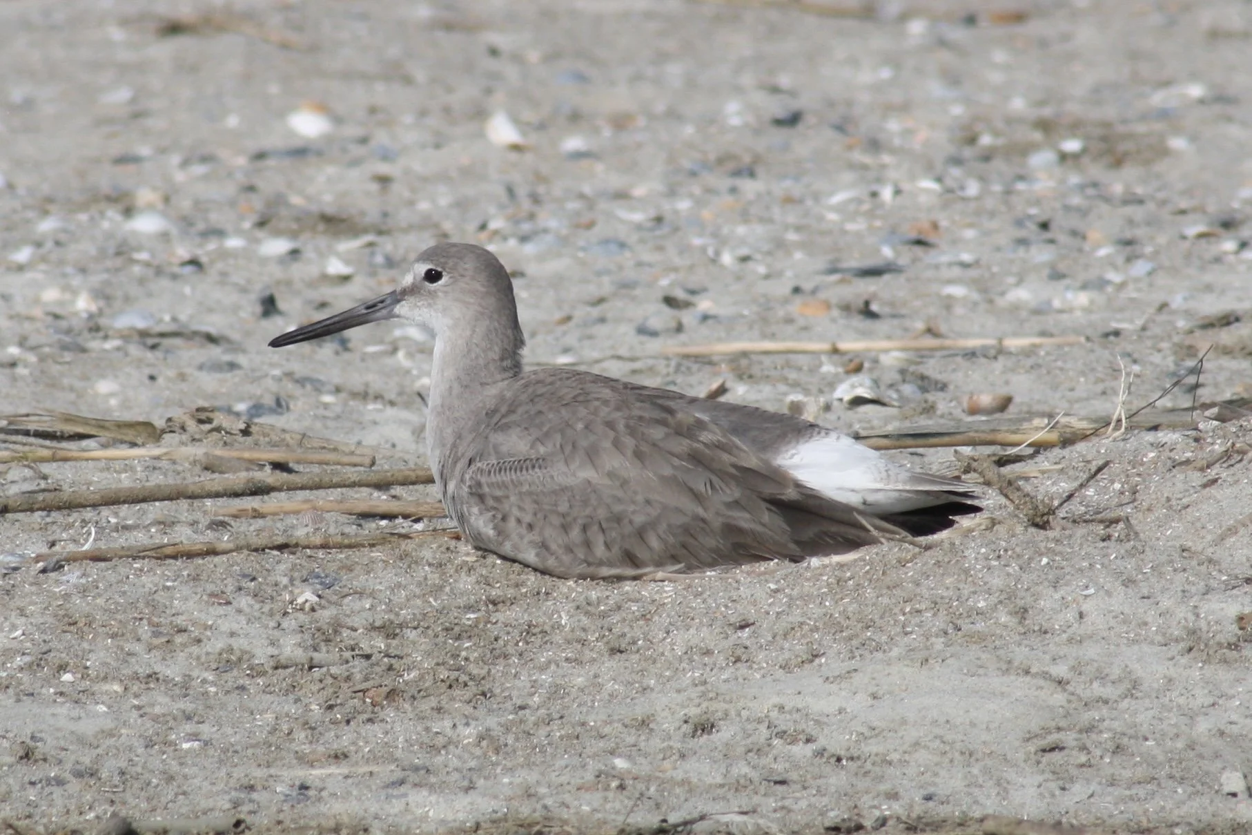Willet, Tybee Island, GA, 2026.