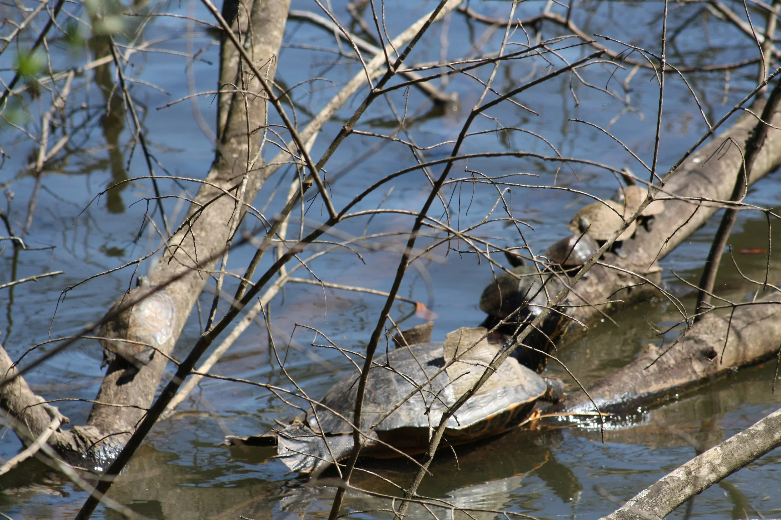 Turtle, Atlanta, GA, 2025.
