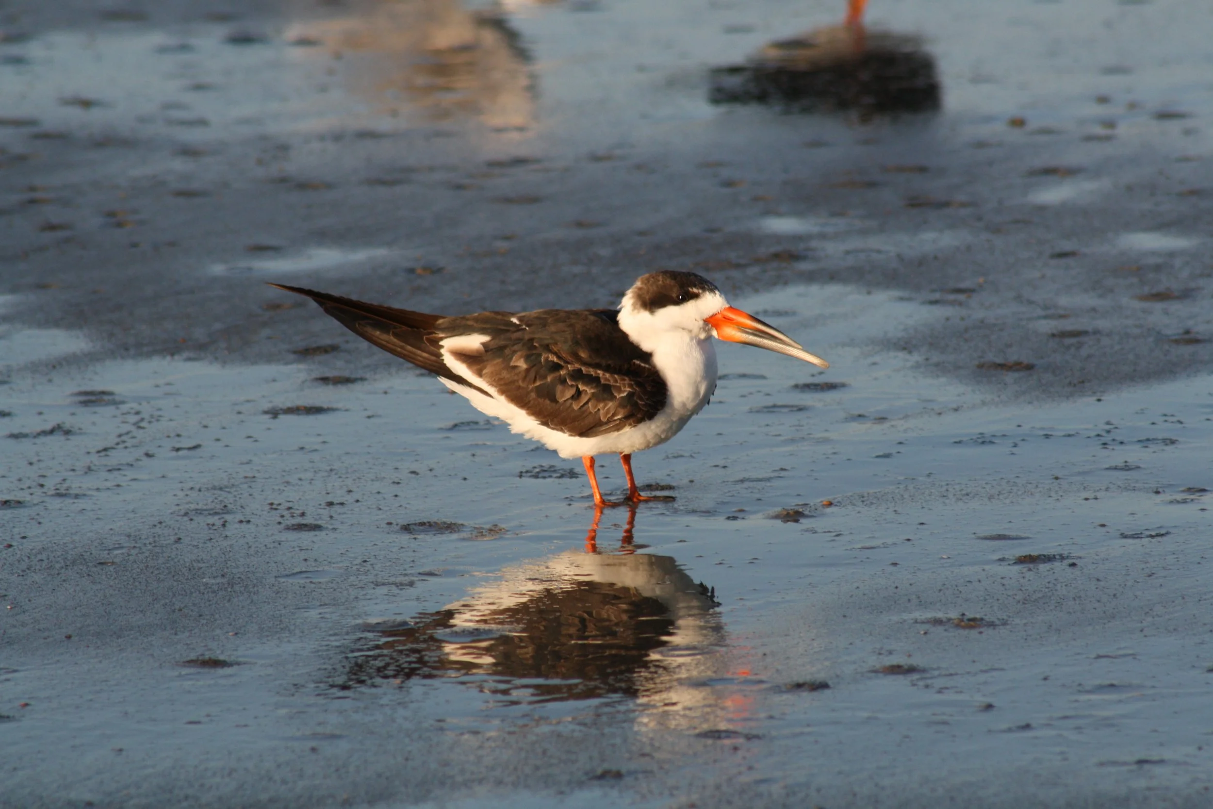 Black Skimmer, Tybee Island, GA, 2025.
