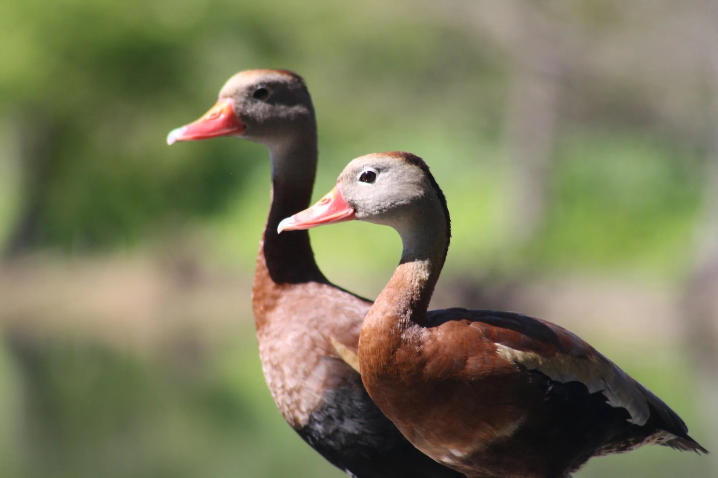 Black Bellied Whistling Duck, Hilton Head Island, SC, 2026.