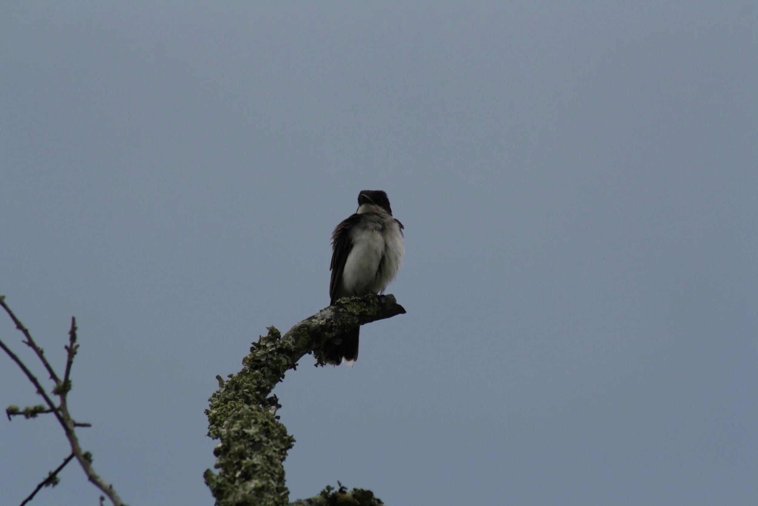 Eastern Kingbird, Jekyll Island, GA, 2025.