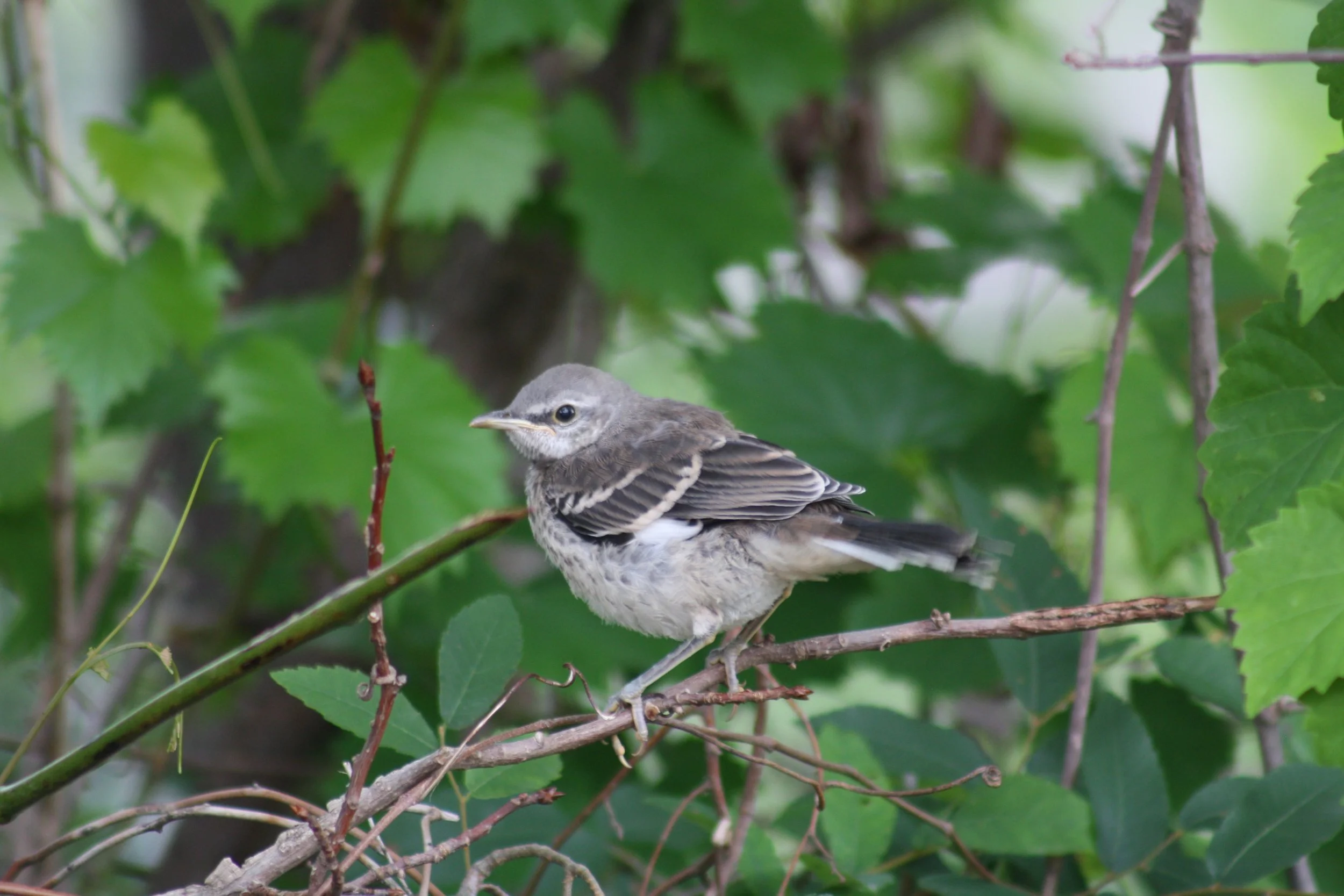 Northern Mockingbird, Heggie's Rock, GA, 2025.