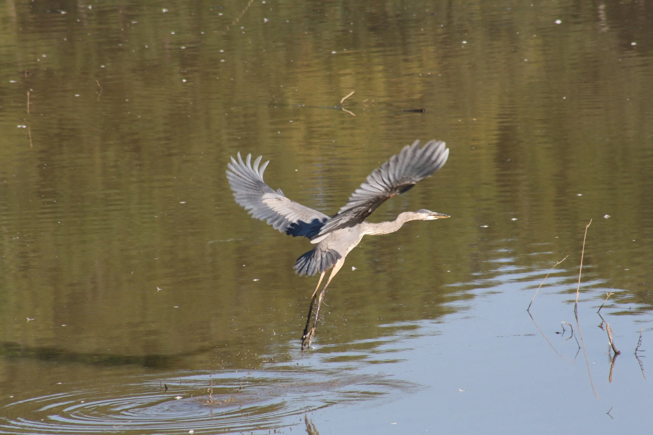 Great Blue Heron, Atlanta, GA, 2025.