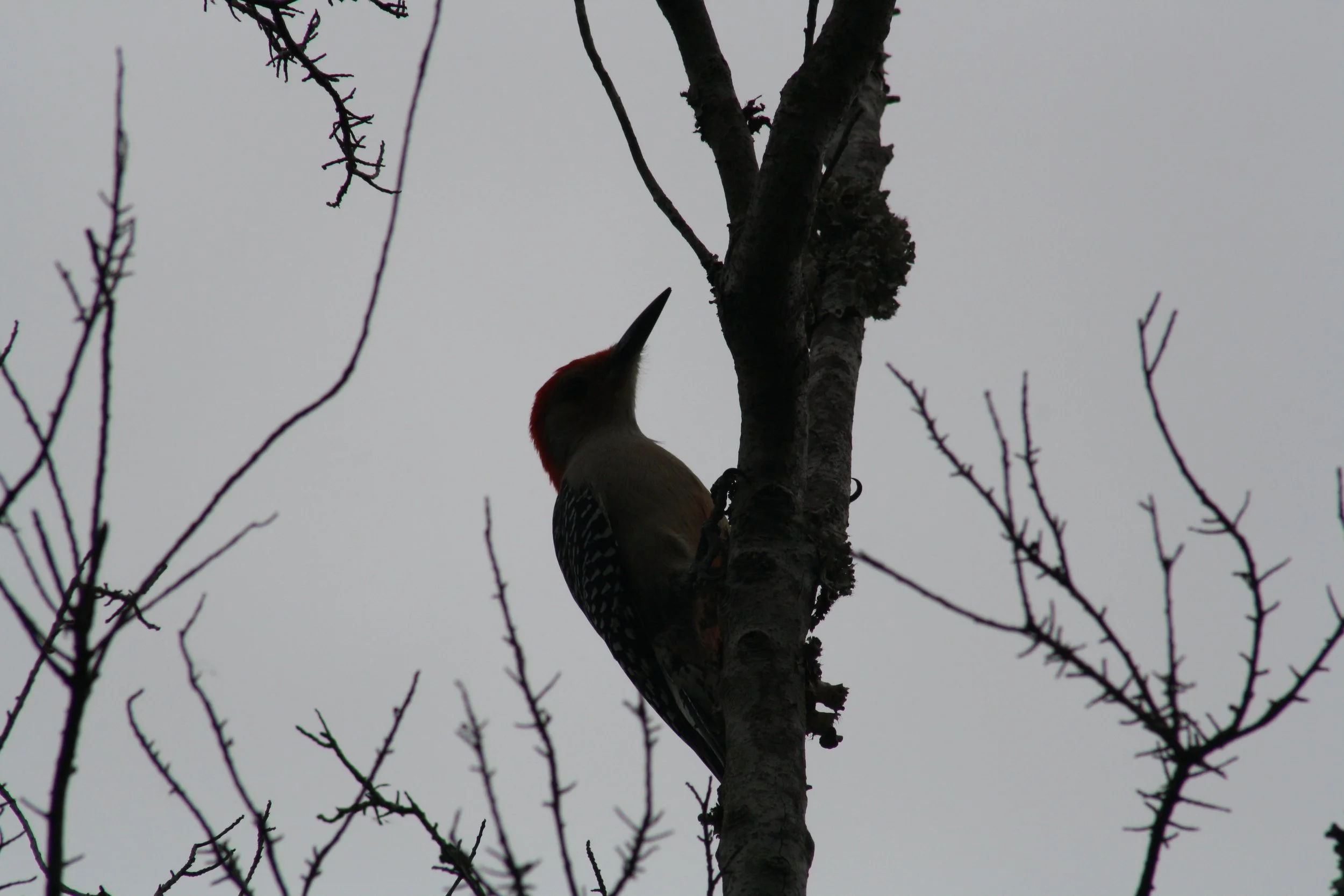 Red Bellied Woodpecker, Skidaway Island, GA, 2025.