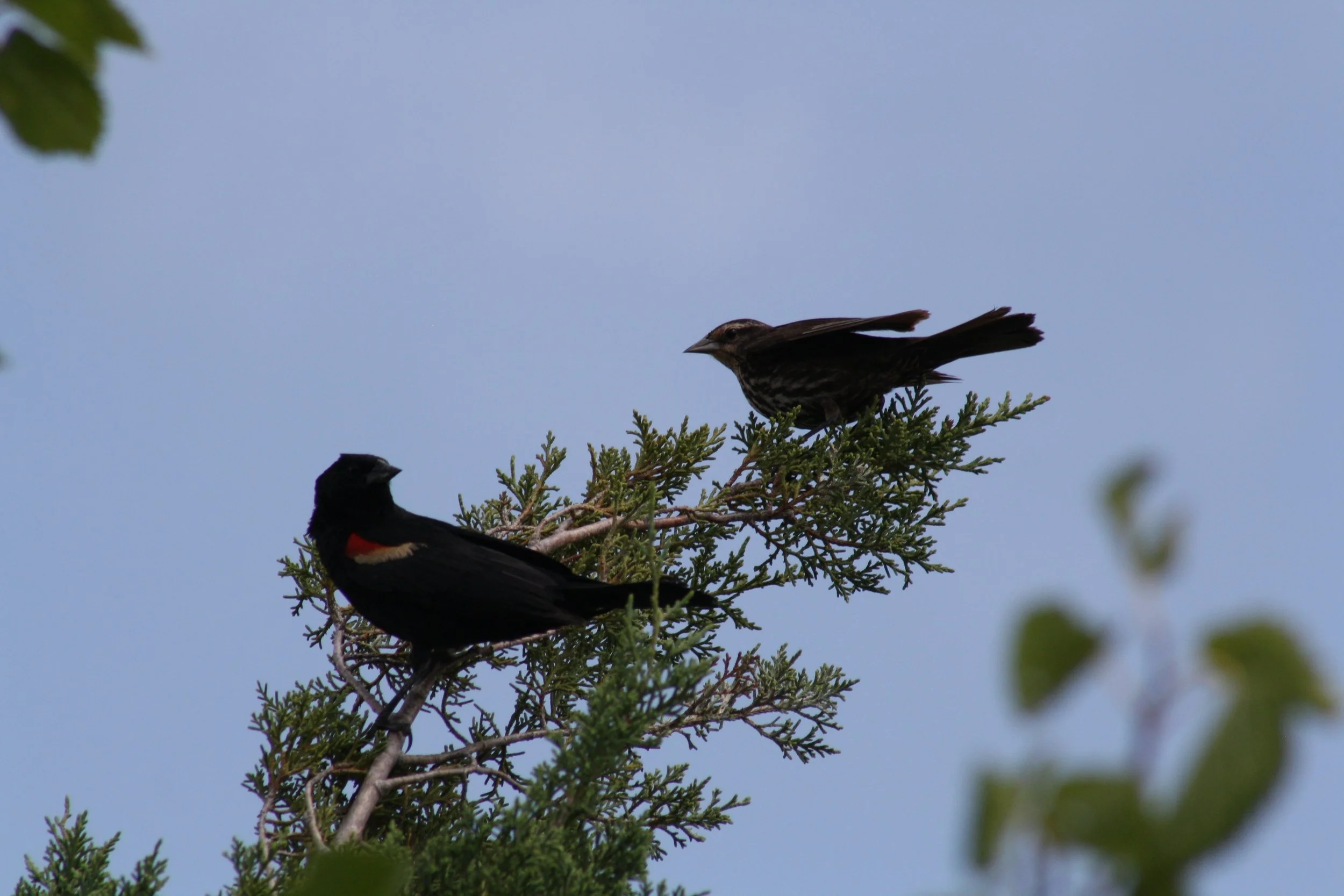 Red Winged Blackbird, Andrew's Island Causeway, GA, 2025.