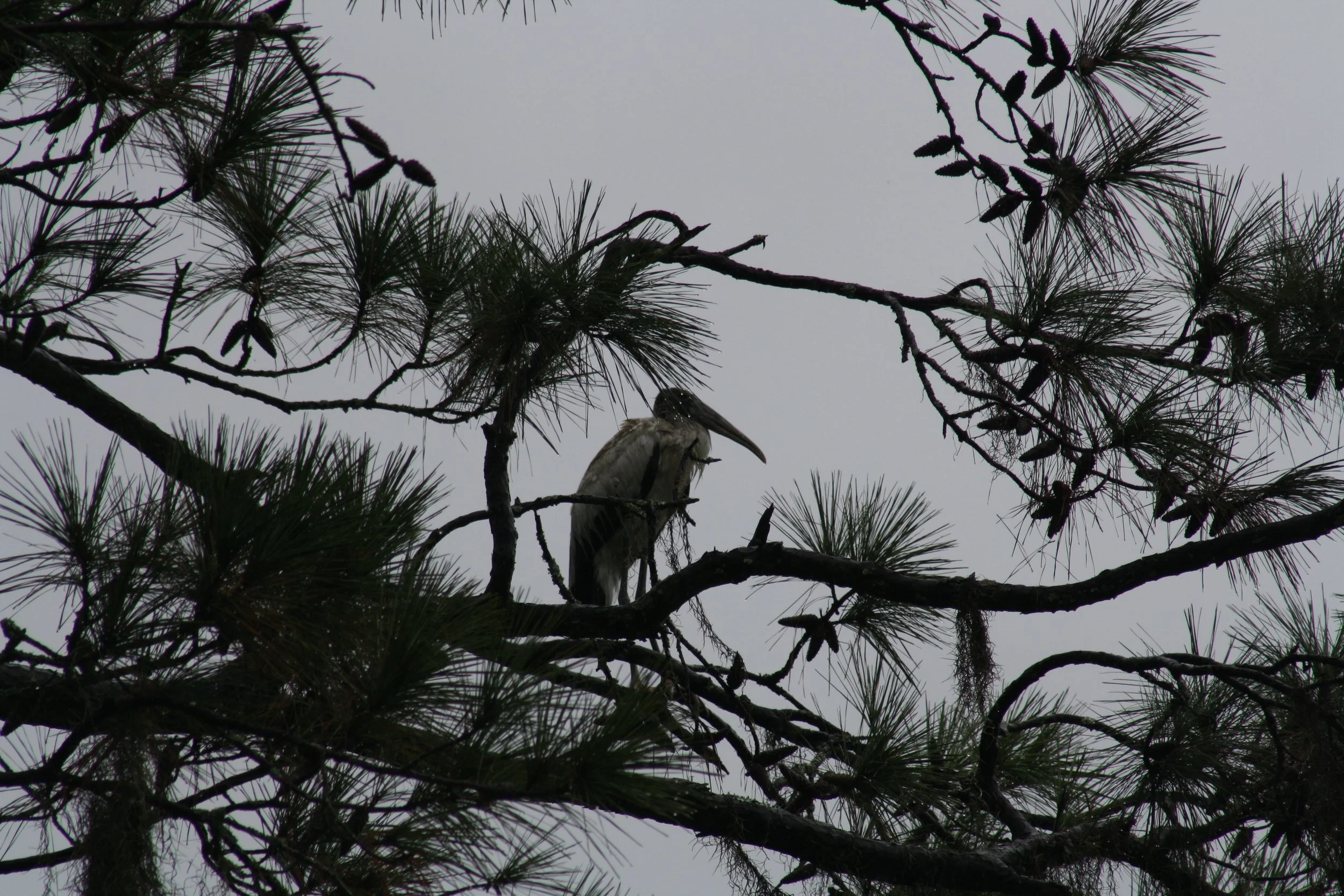 Wood Stork, Skidaway Island, GA, 2025.