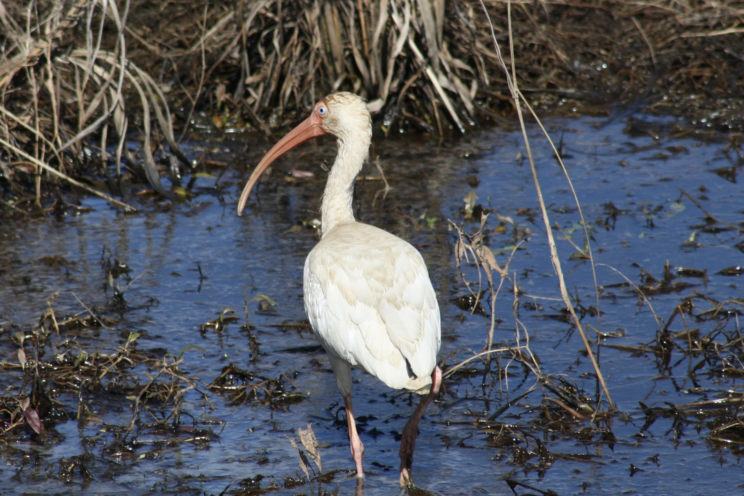 White Ibis, Savannah, GA, 2026.