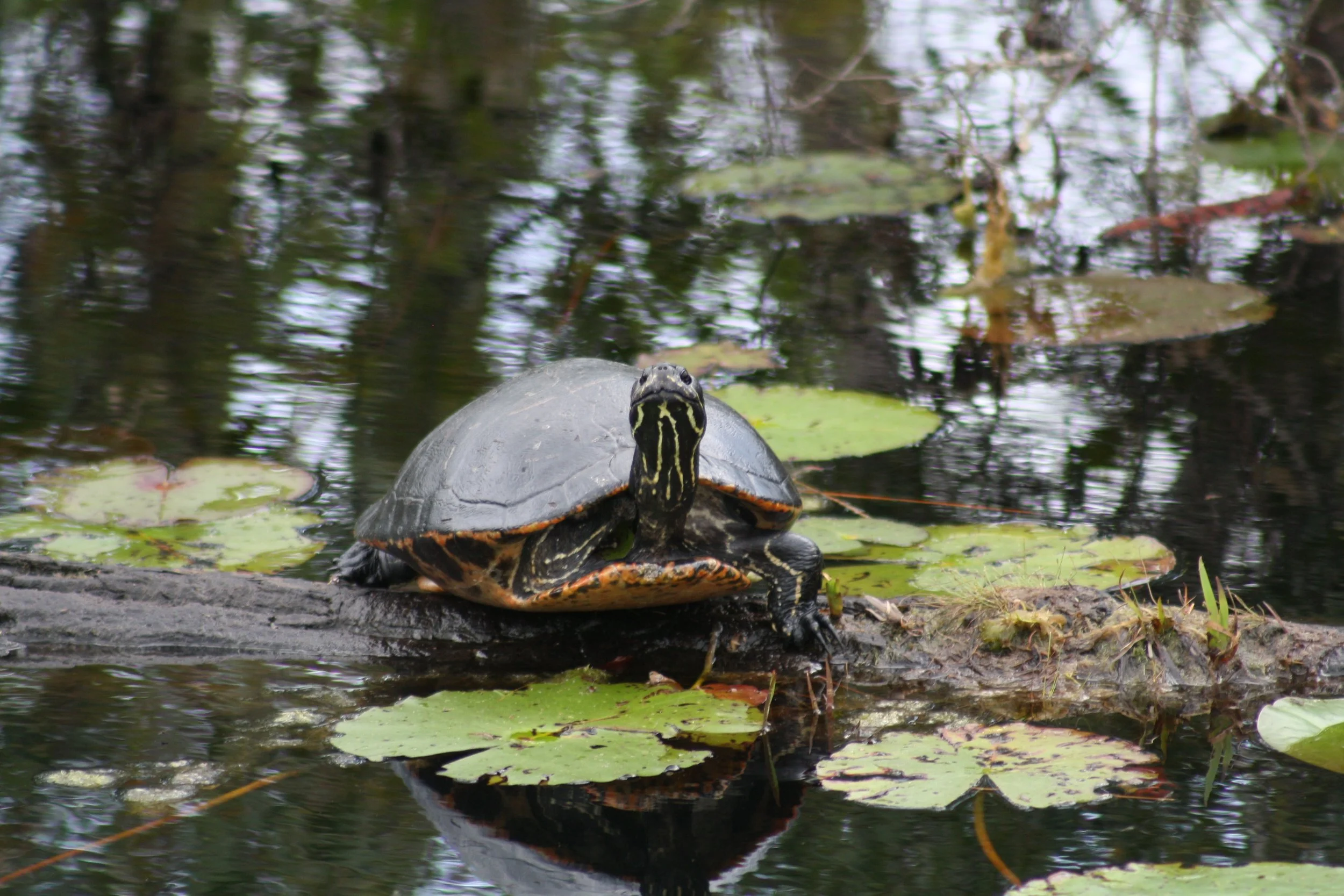 Painted Turtle, Okefenokee Swamp, GA, 2025.
