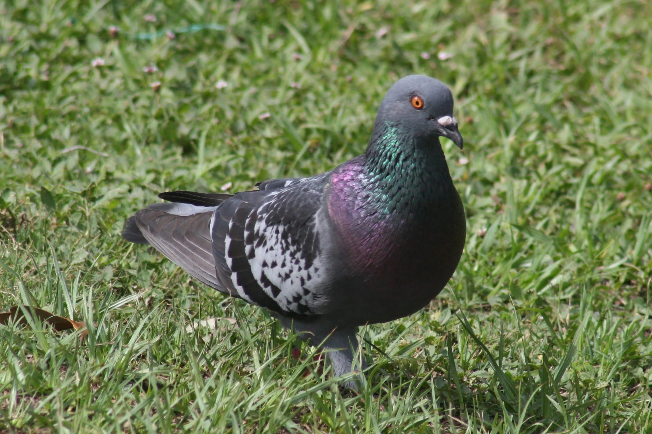 Rock Pigeon, Savannah, GA, 2026.
