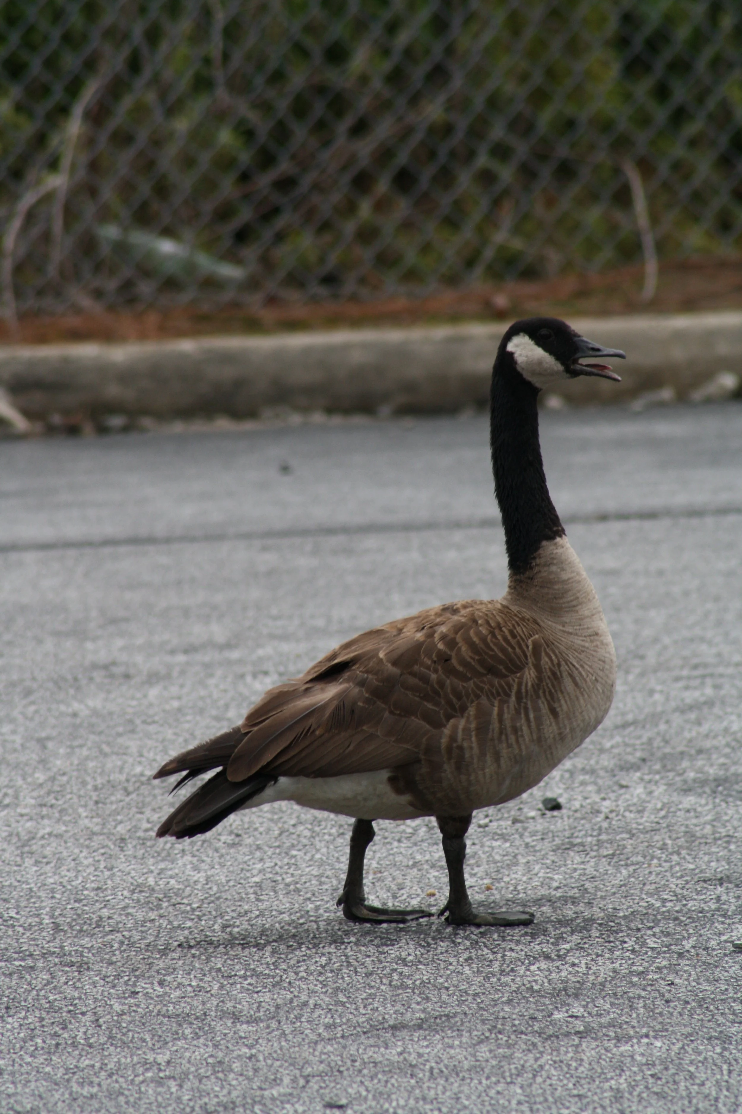 Canada Goose, Atlanta, GA, 2025.