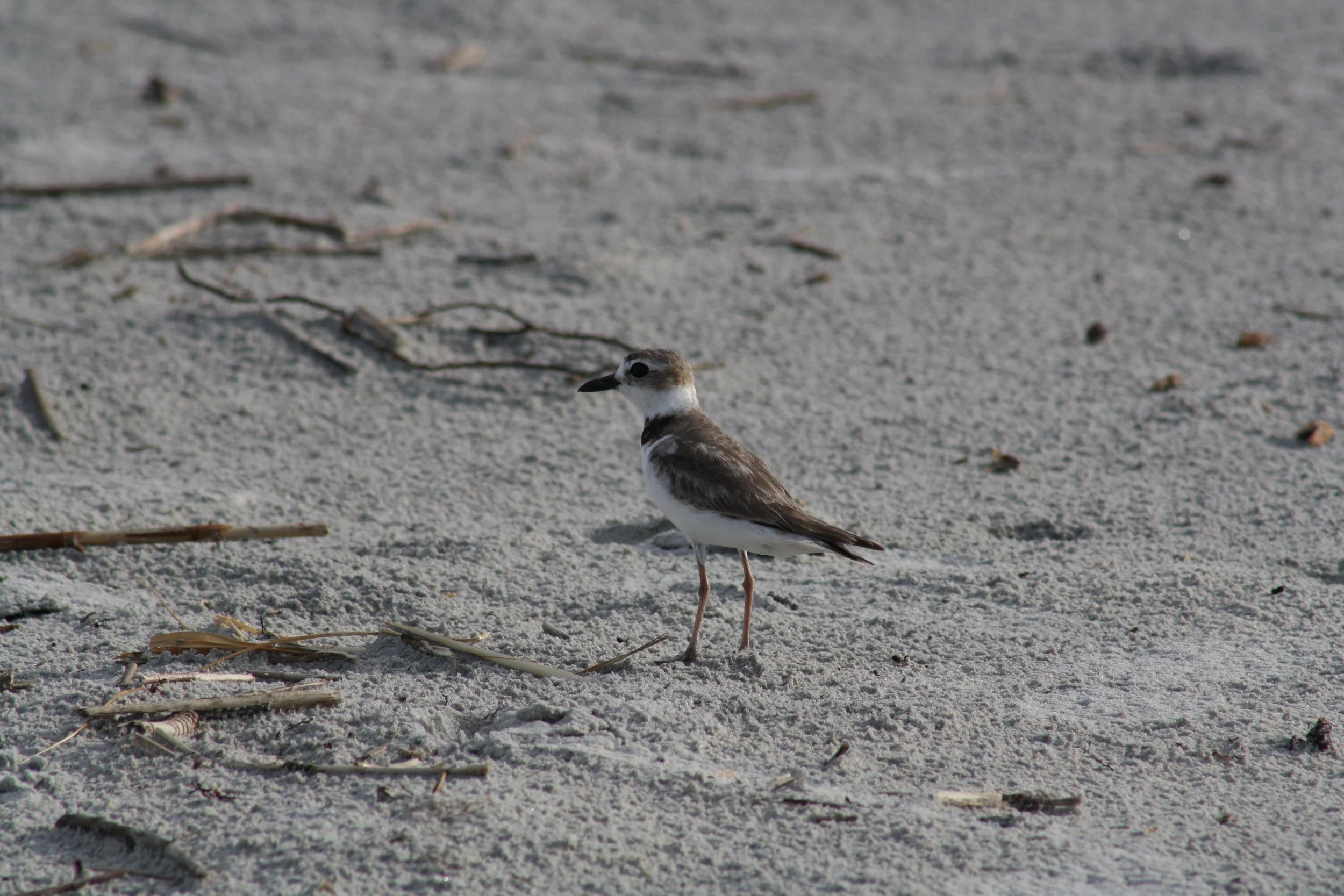 Wilson's Plover, St. Simon's Island, GA, 2025.