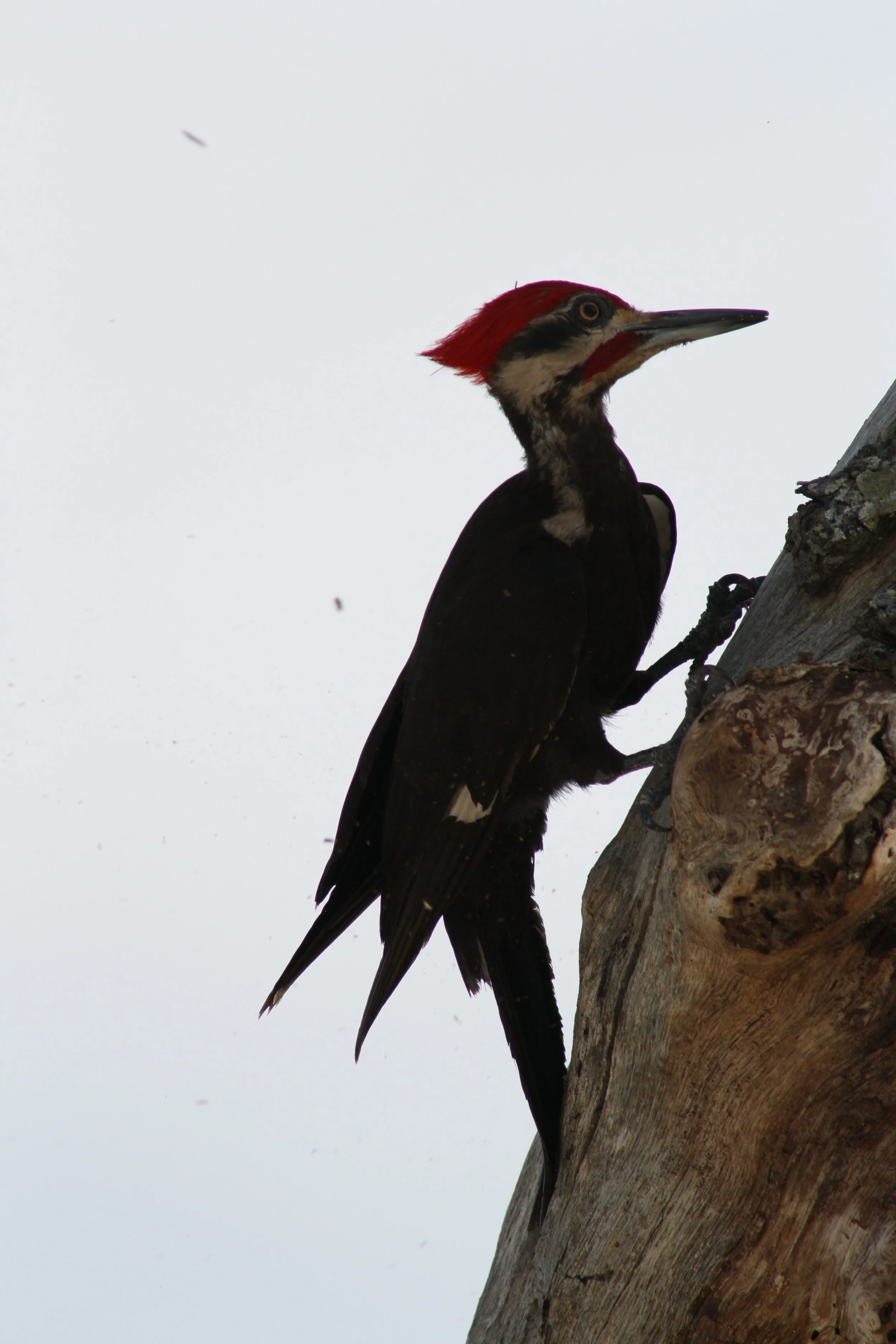 Pileated Woodpecker, Jekyll Island, GA, 2025.