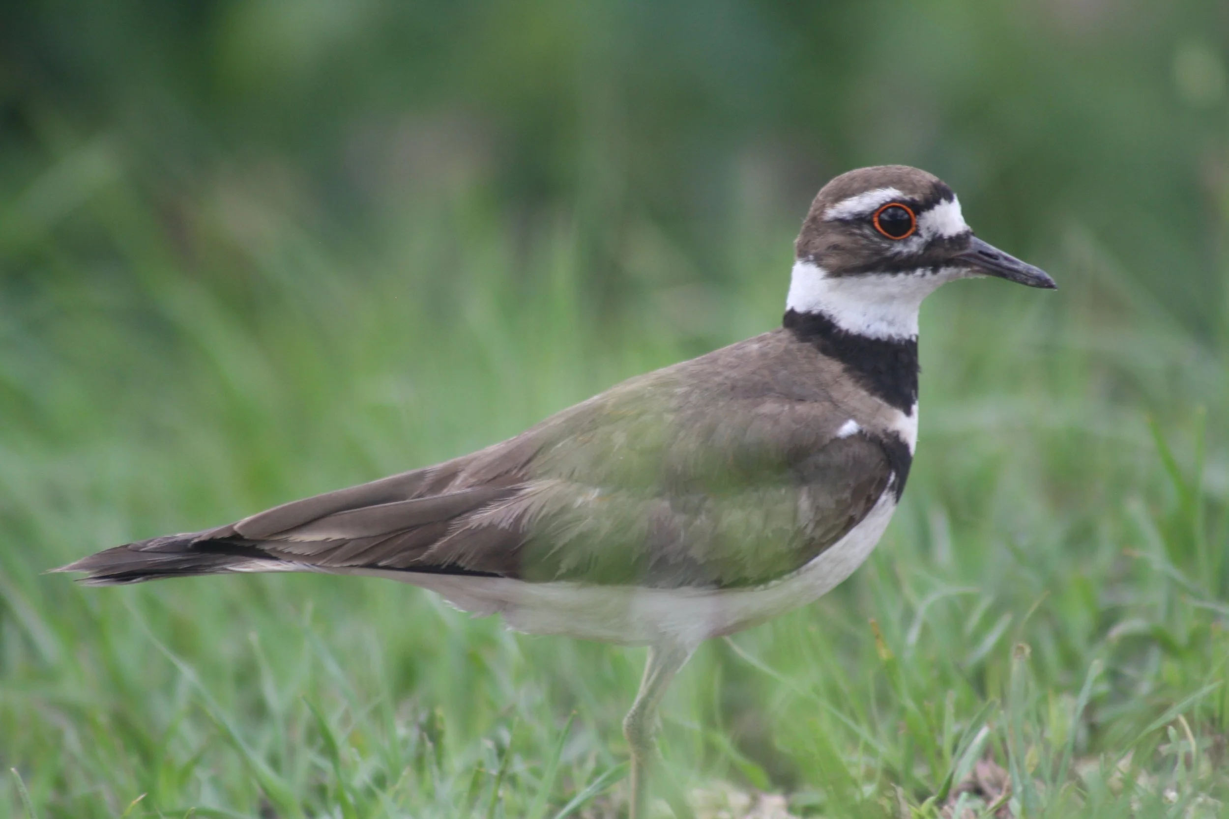 Killdeer, Savannah, GA, 2026.