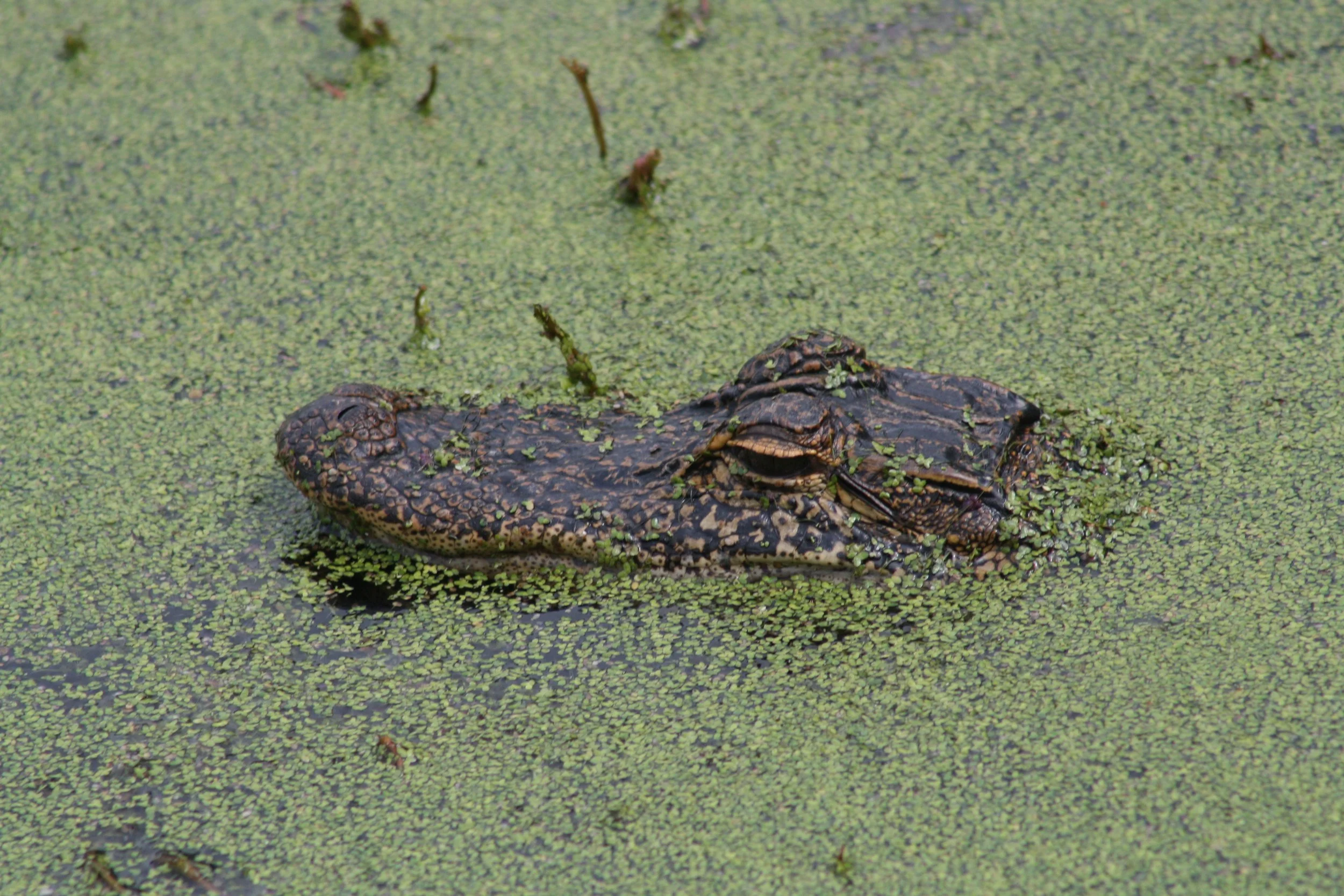 Alligator, Hilton Head Island, SC, 2026.