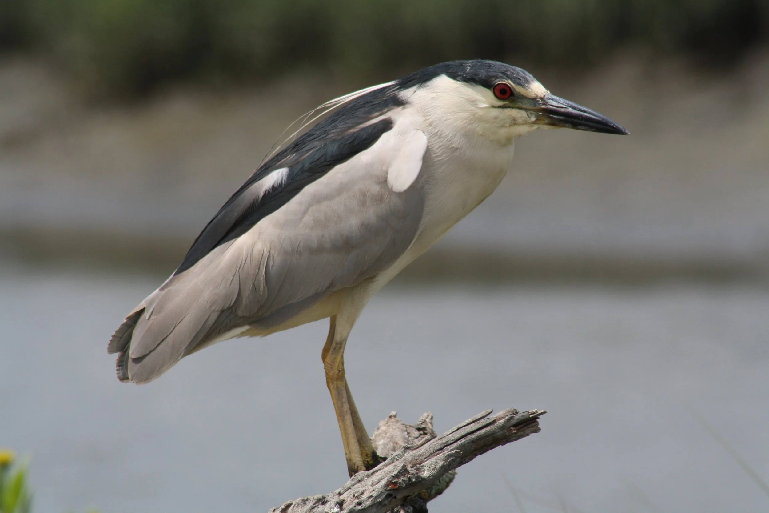 Black Crowned Night Heron, Andrew's Island Causeway, GA, 2025.