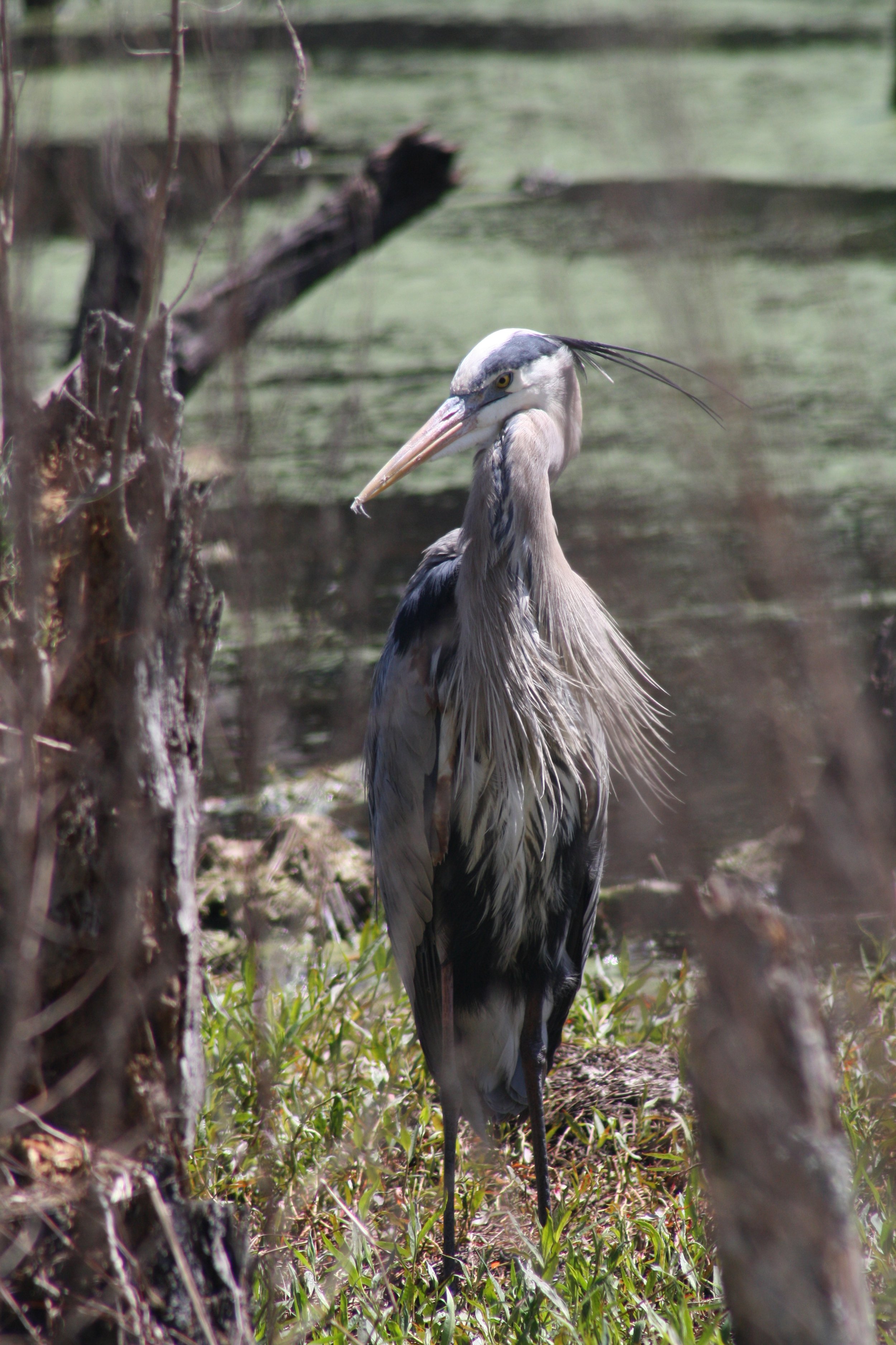 Great Blue Heron, Hilton Head Island, SC, 2026.