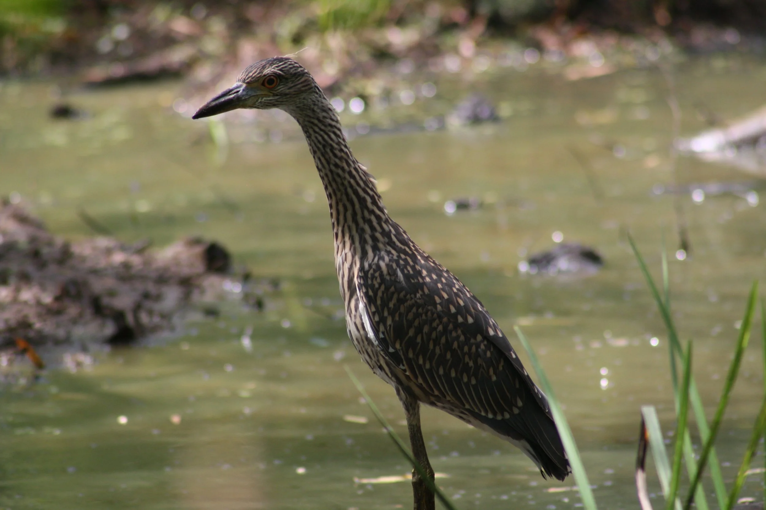 Yellow Crowned Night Heron, Suwanee, GA, 2025.