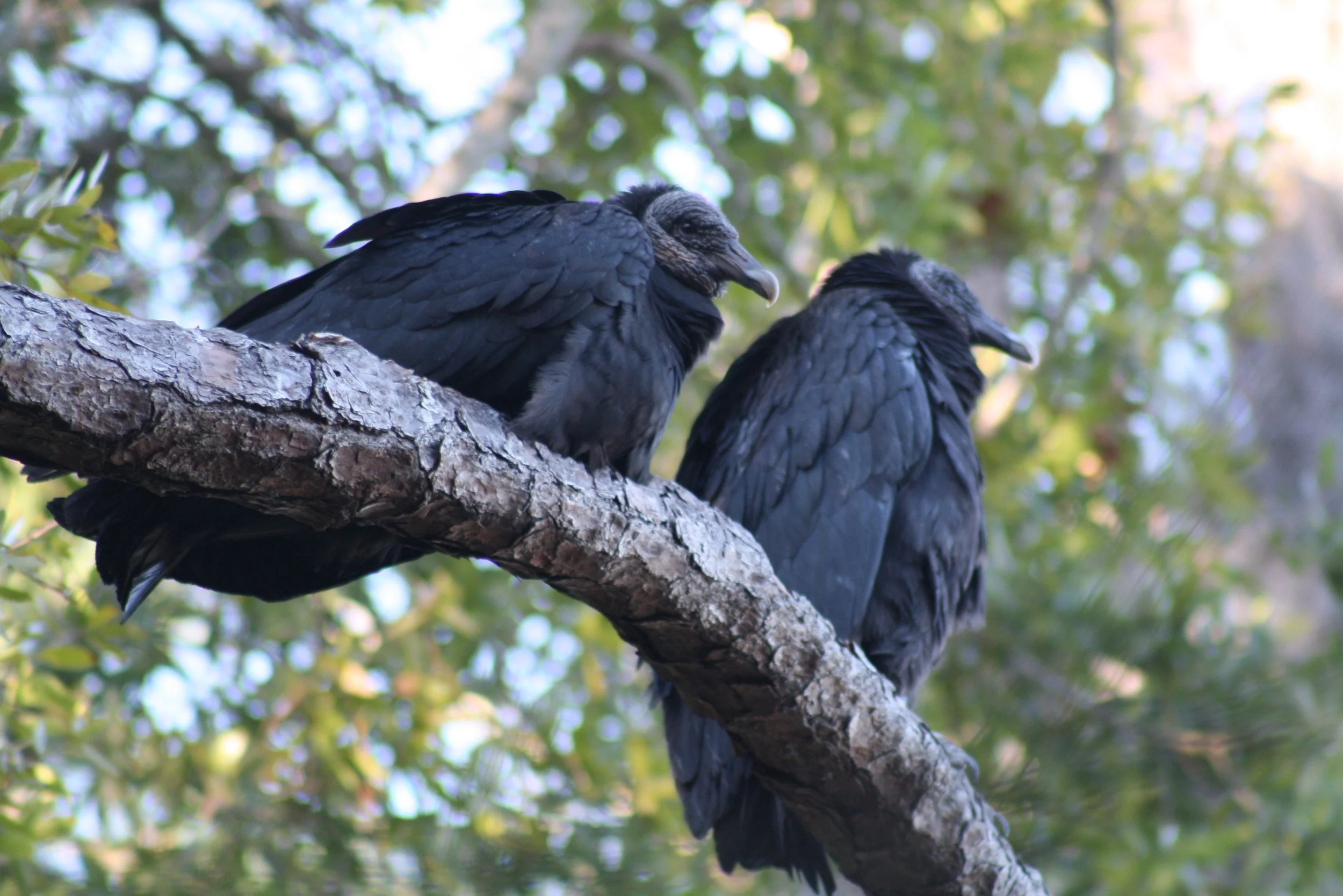 Black Vulture, Jekyll Island, GA, 2026.