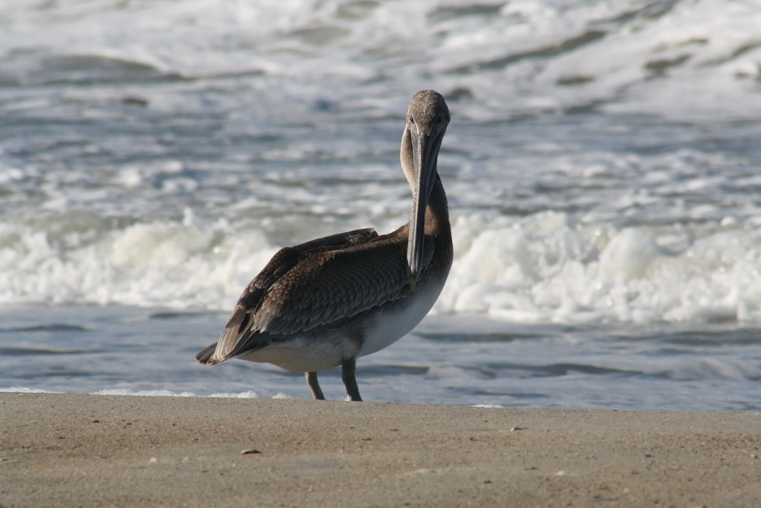 Brown Pelican, Tybee Island, GA, 2025.