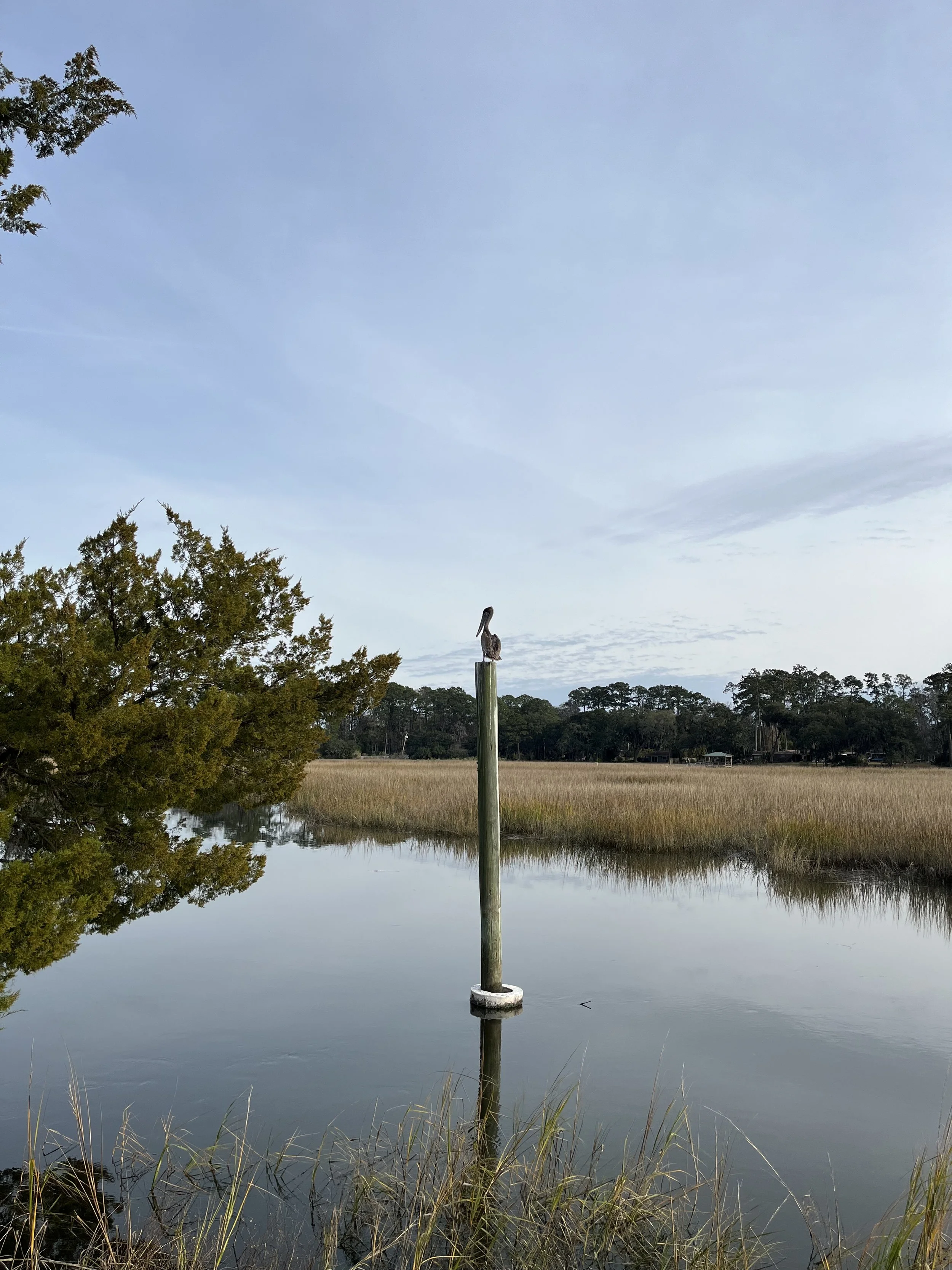 Brown Pelican, Savannah, GA, 2024.