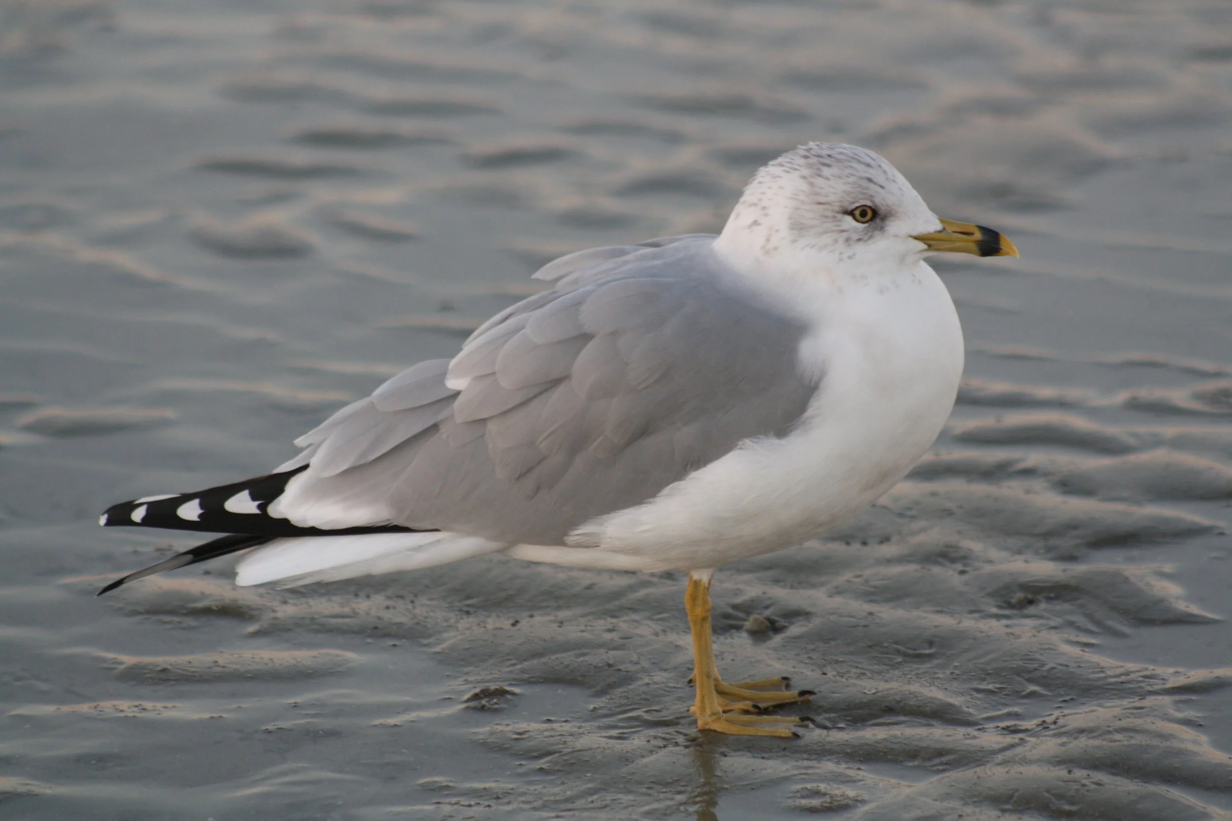 Ring Billed Gull, Tybee Island, GA, 2025.