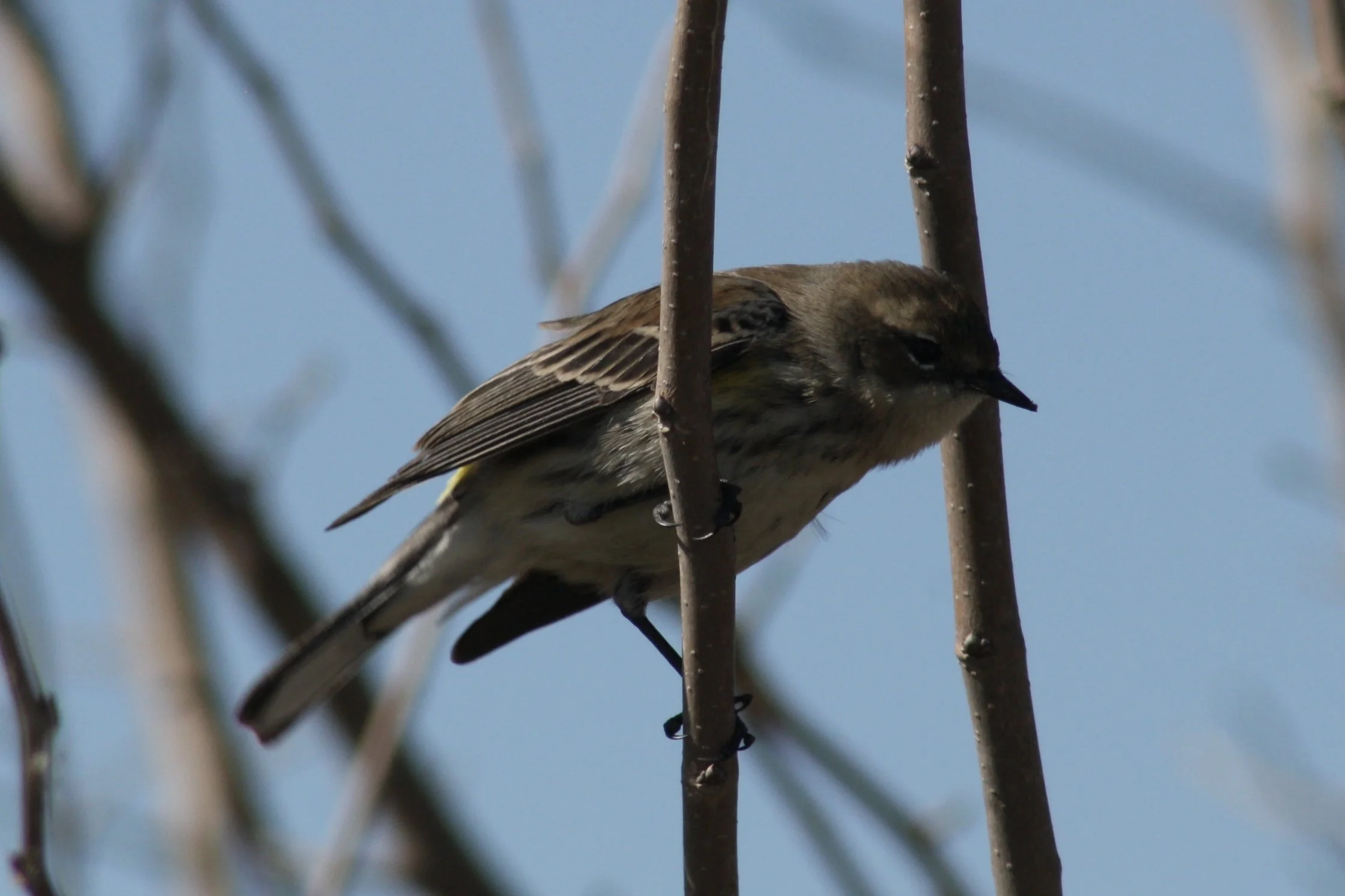 Yellow Rumped Warbler, Savannah, GA, 2026.
