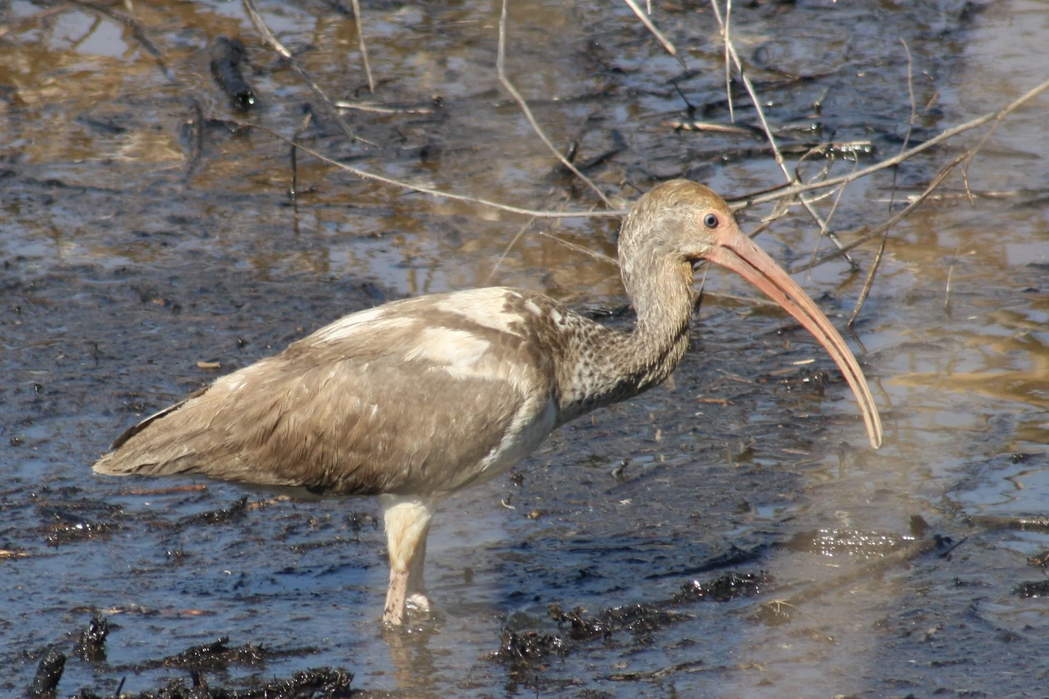 White Ibis, Savannah, GA, 2026.